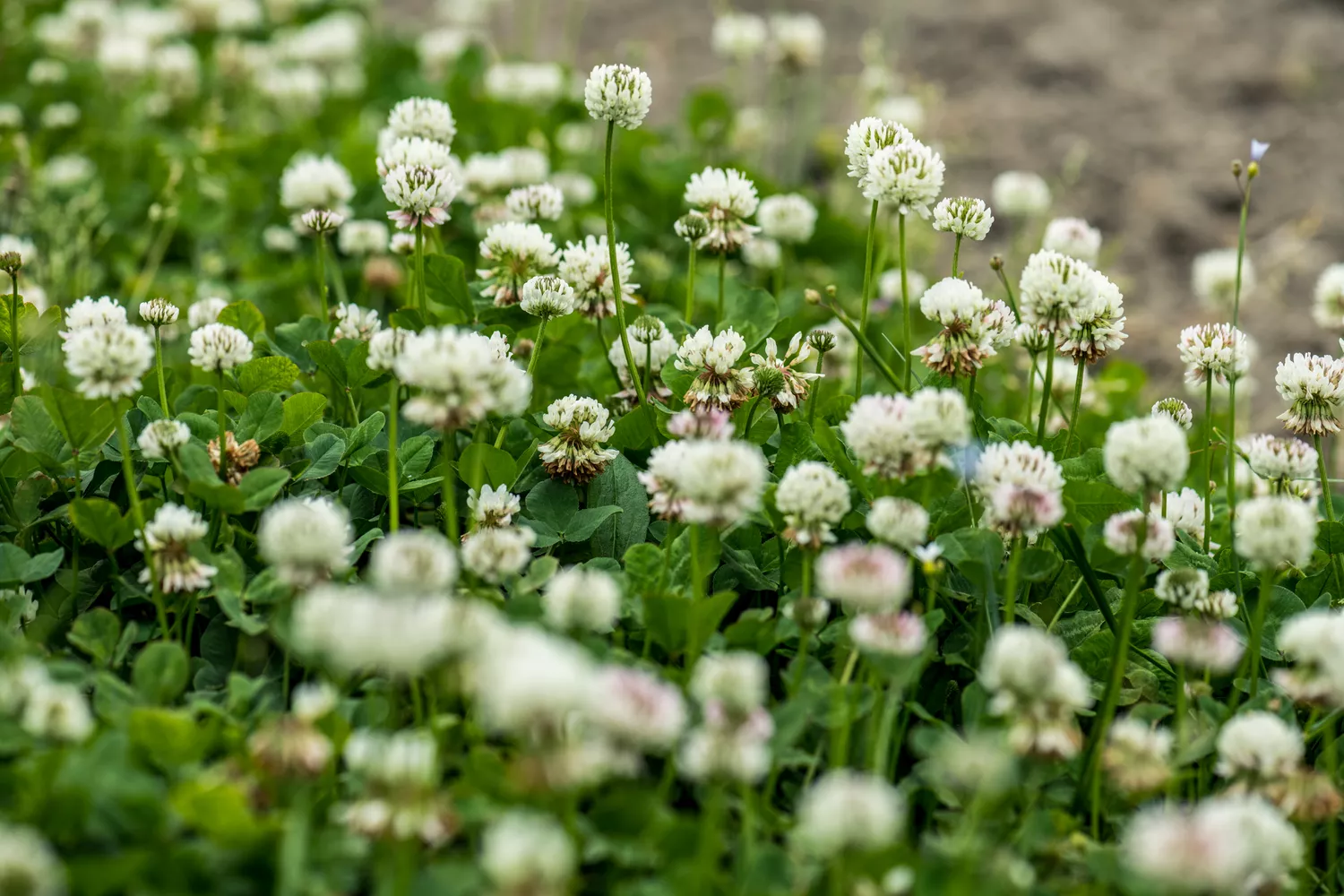 White Clover Flowers Blooming in a Field