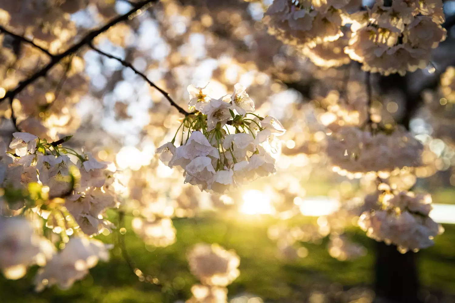 Cherry Blossoms