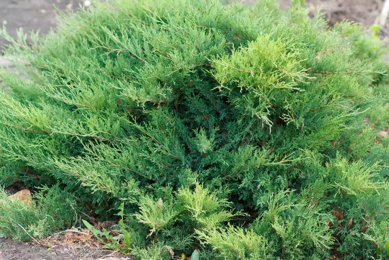 Creeping Juniper