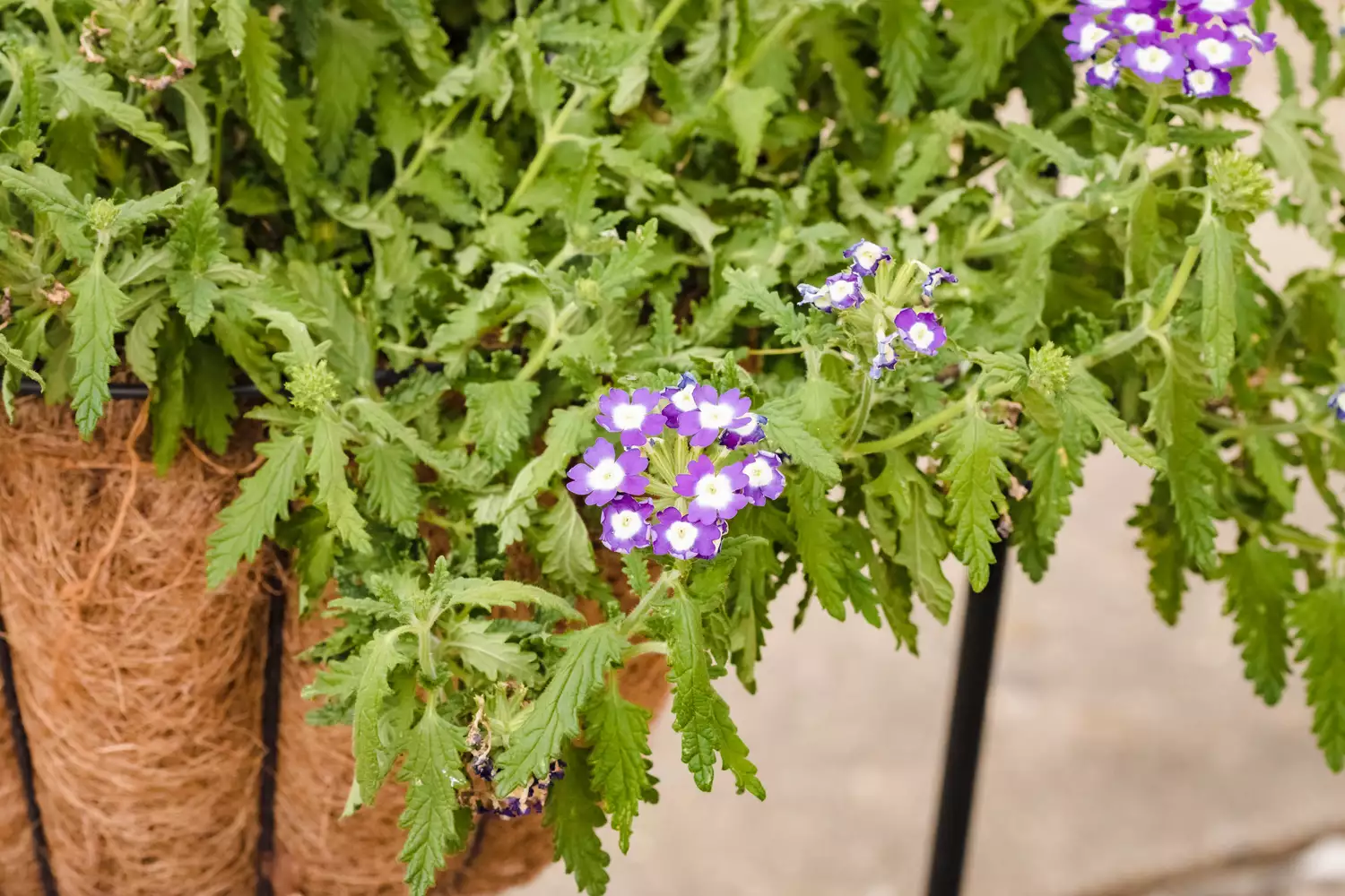 Verbena Plant