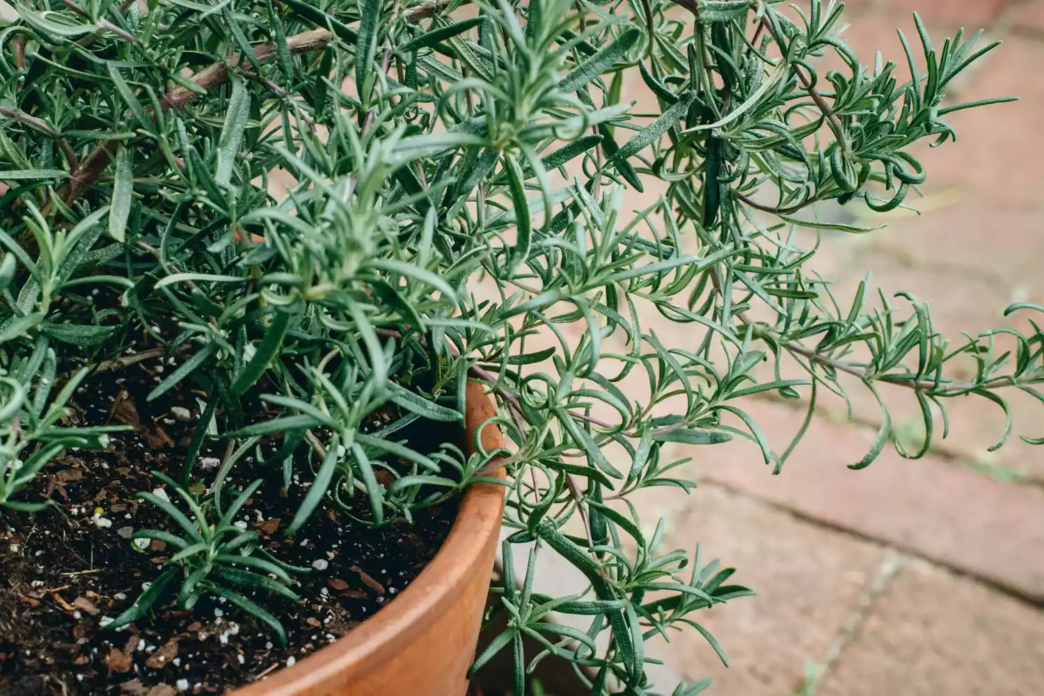 Pot of Rosemary 