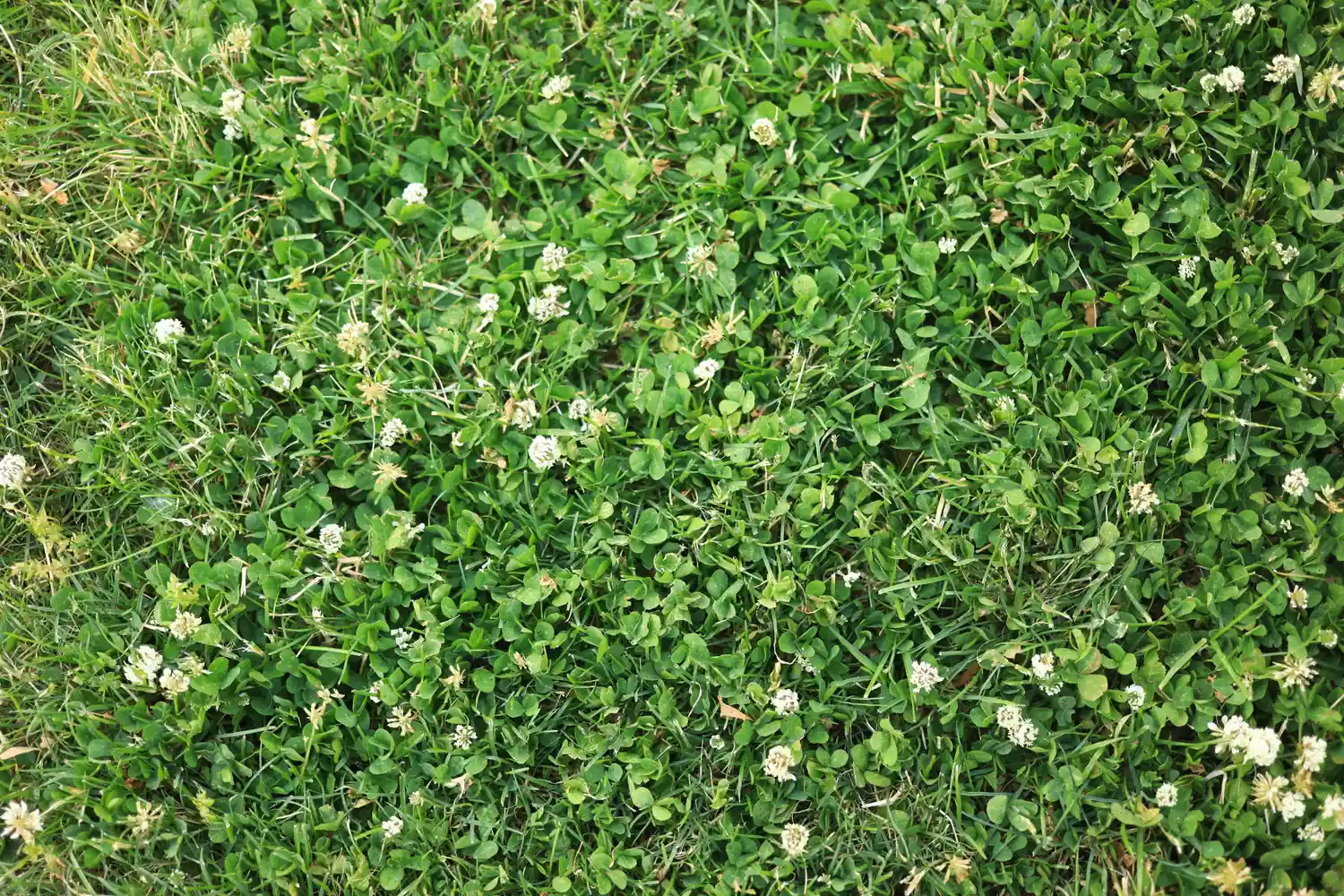 Trifolium repens