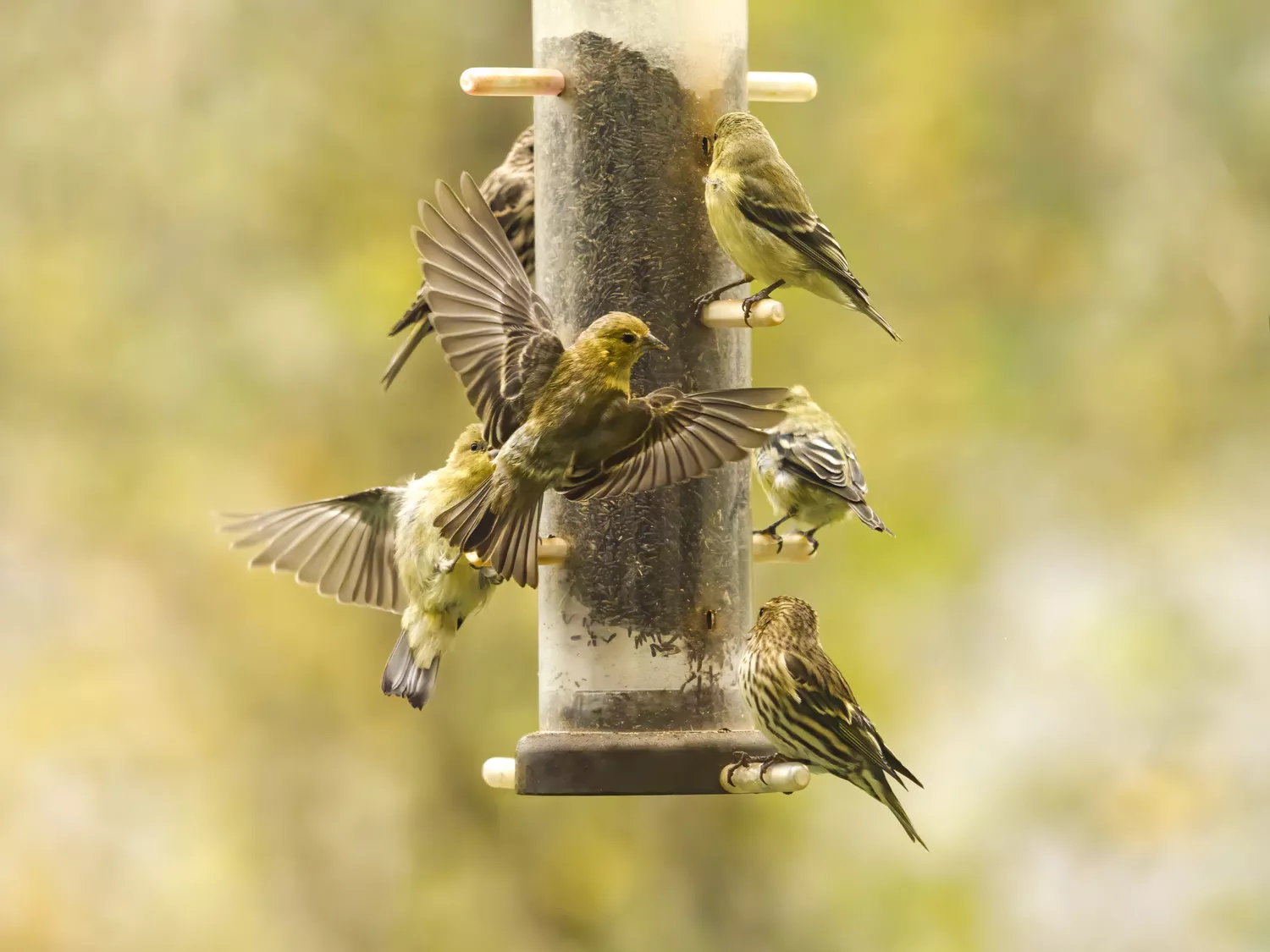 Gold finch perched on a bird feeder with another flying in to get a spot.