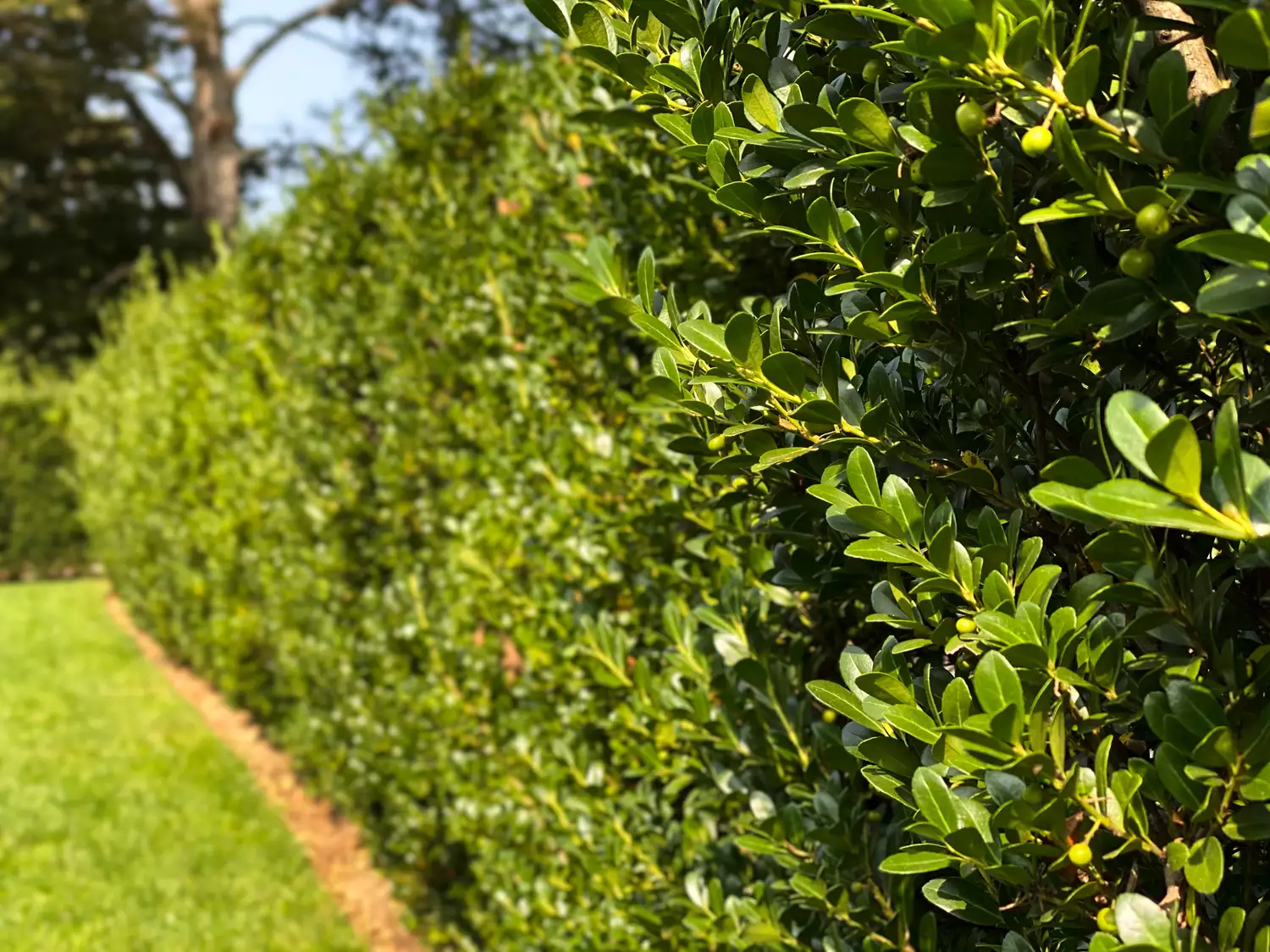 hedge of ilex 