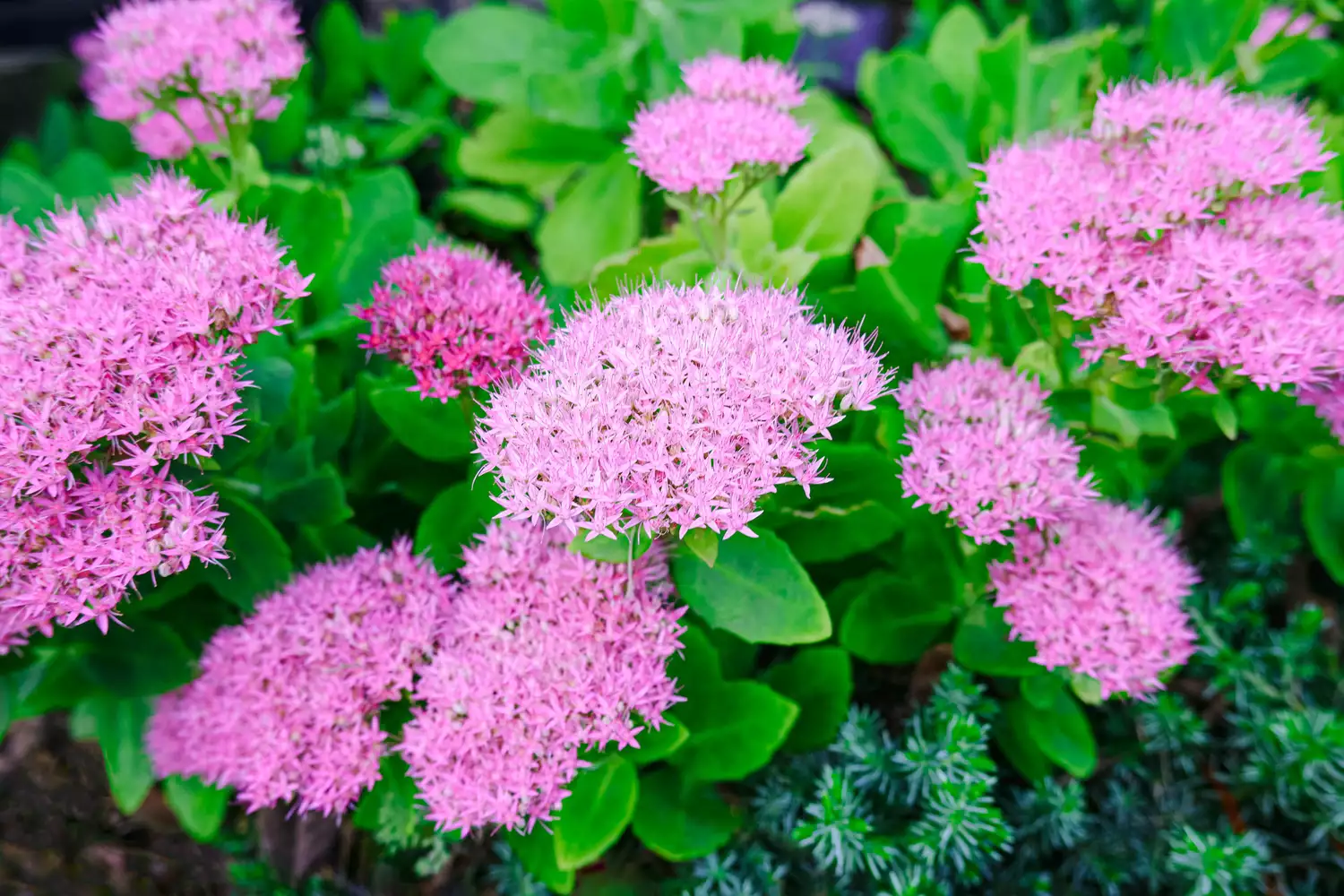 Pink Sedum