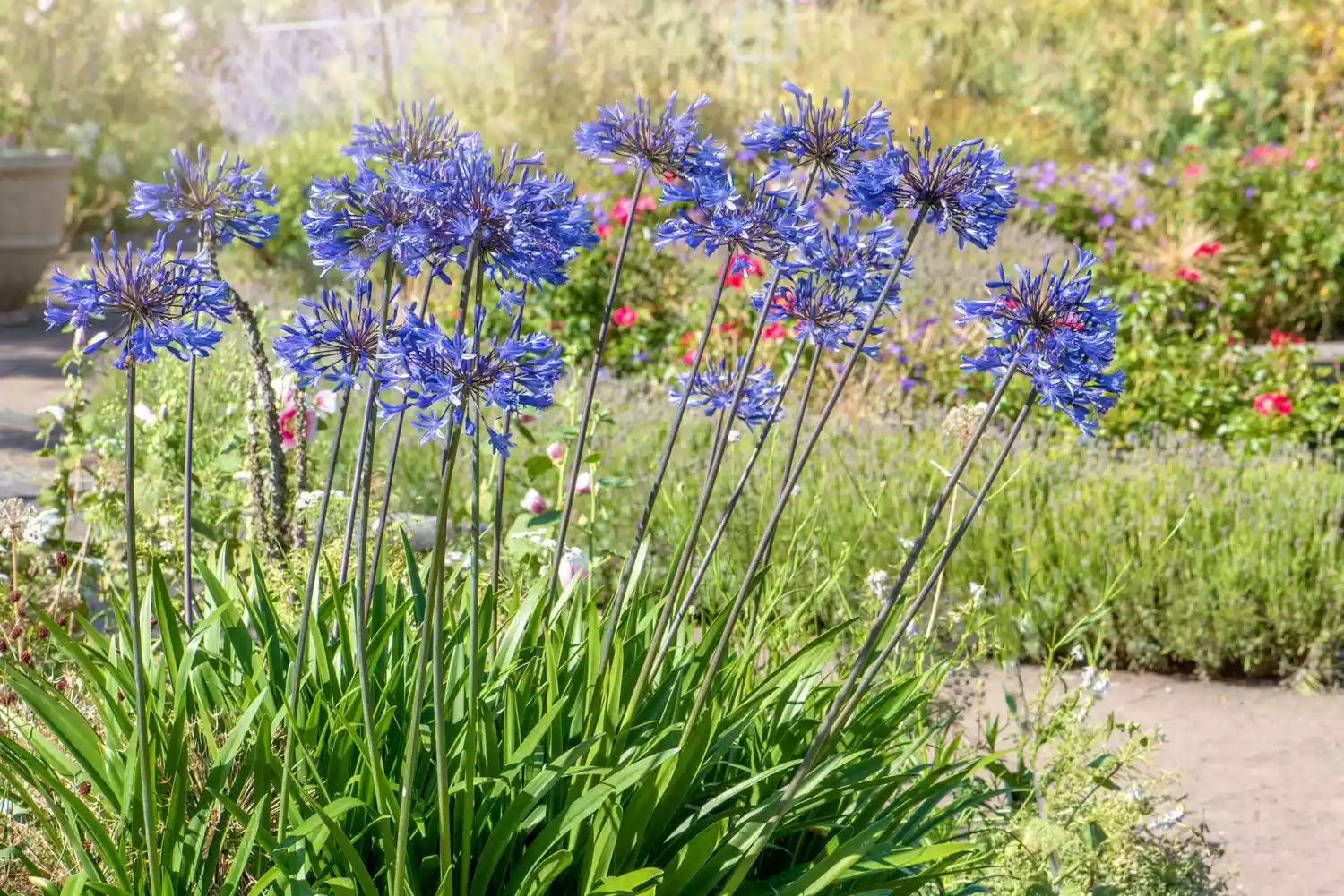 Agapanthus Lily of the Nile Purple Flowers