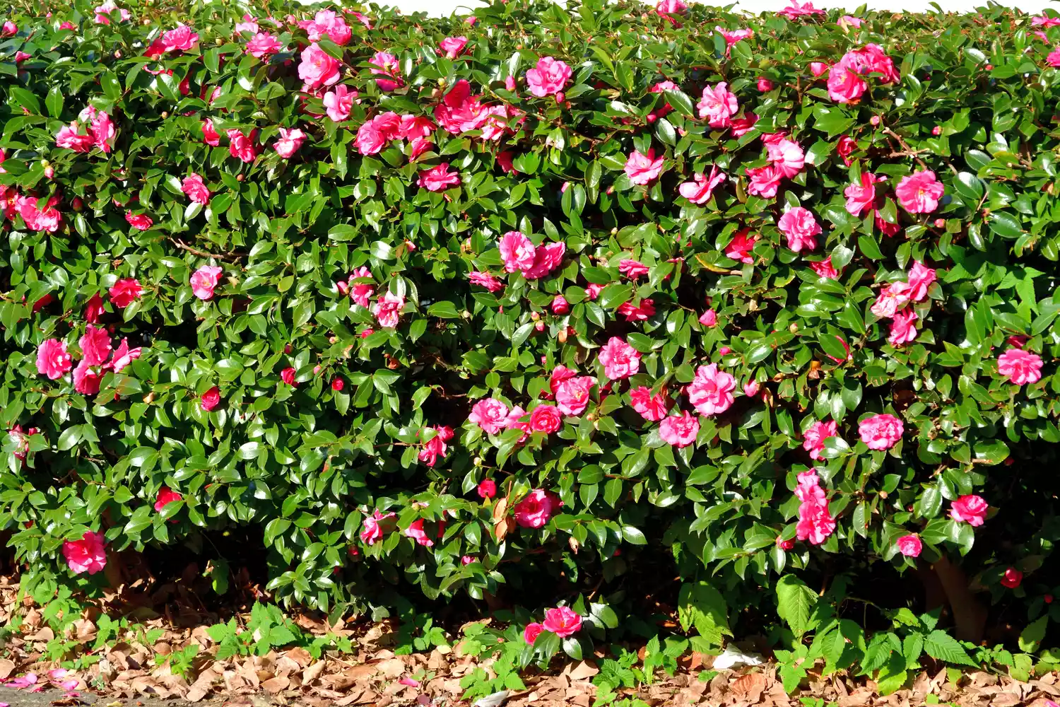 Camellia Bush