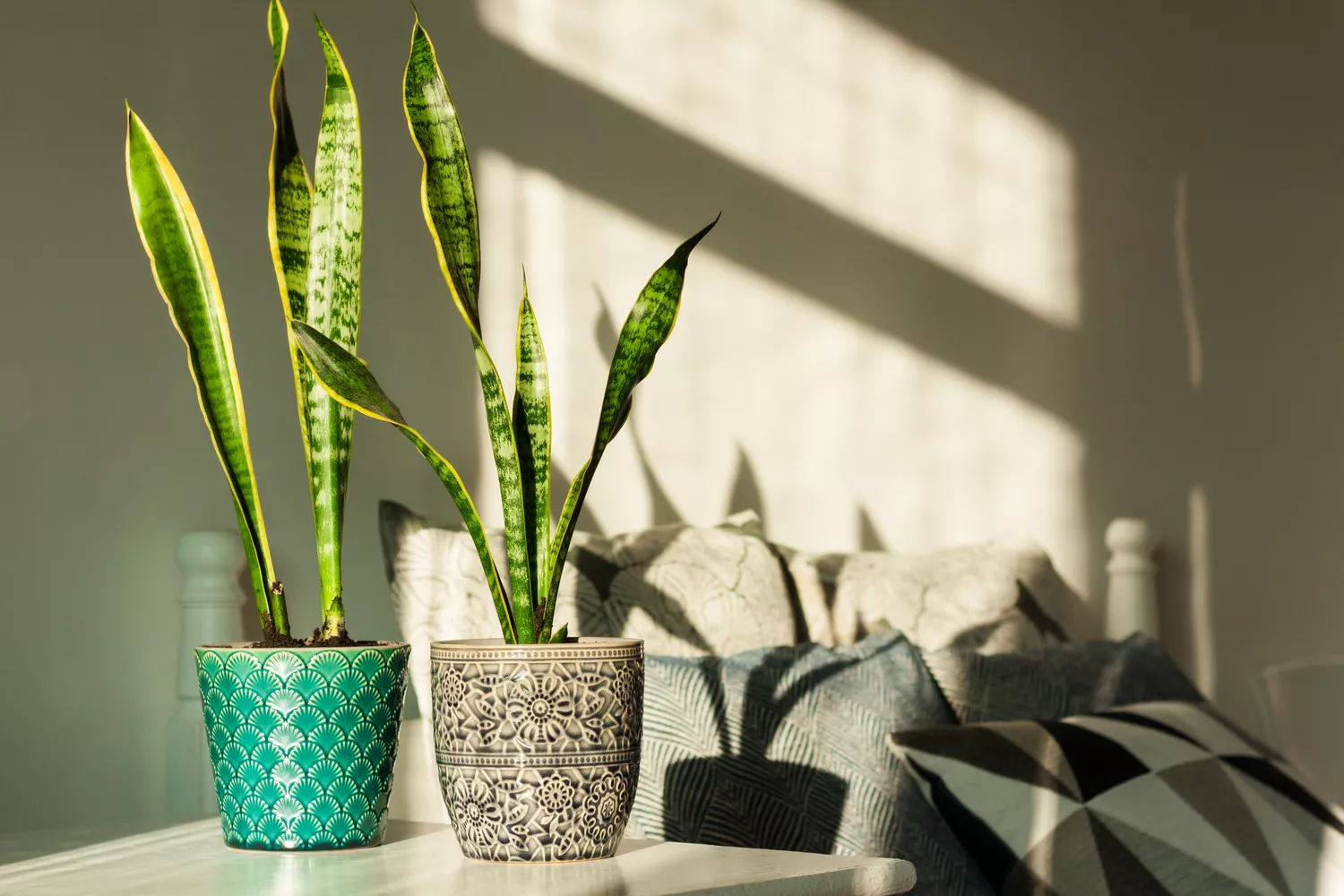 Snake Plants