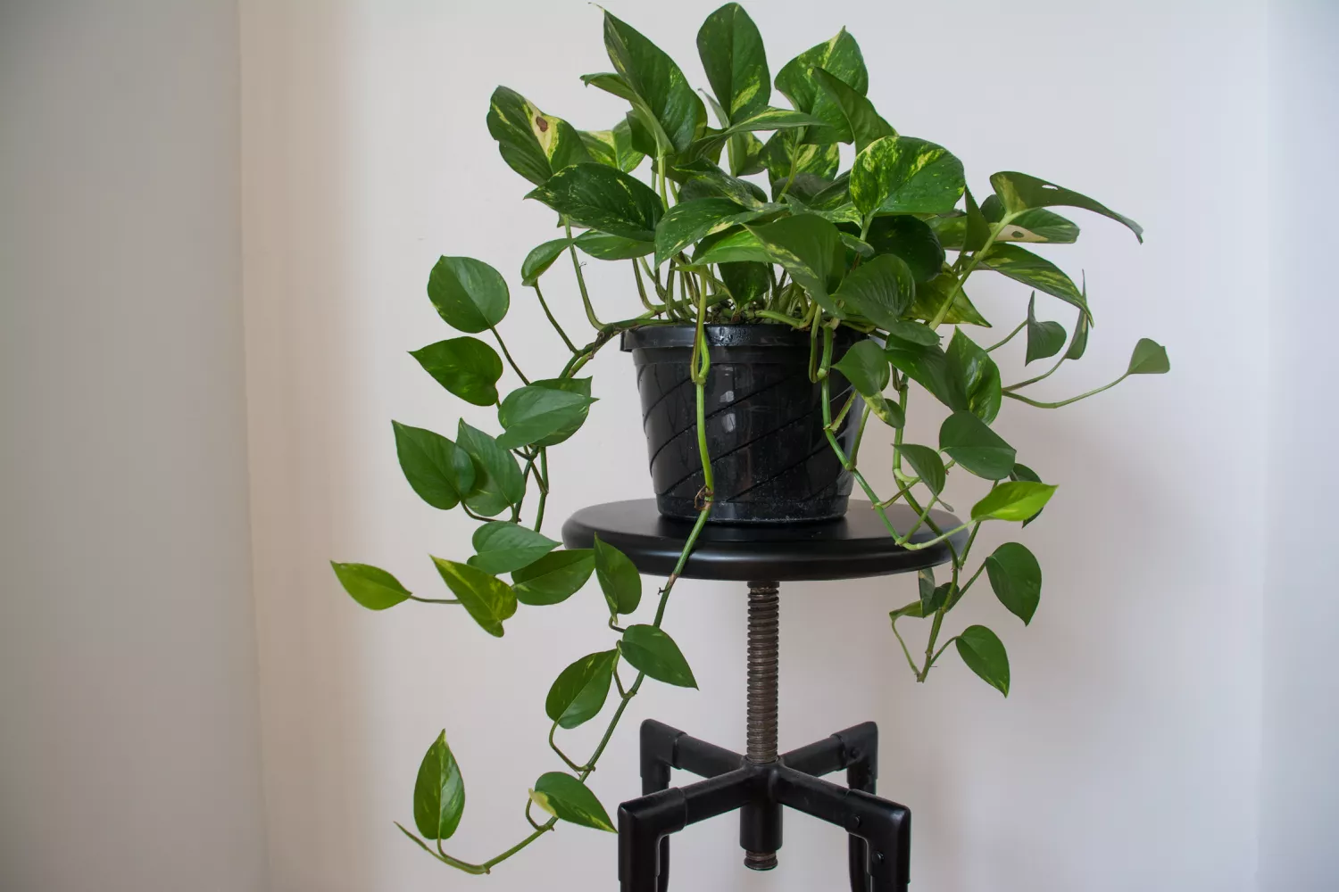 Golden Pothos Plant