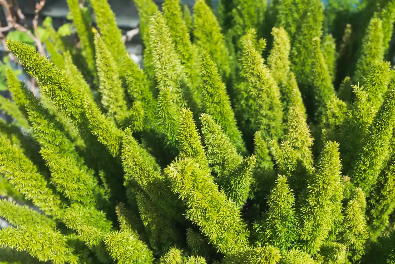 Asparagus Fern (Asparagus Densiflorus)