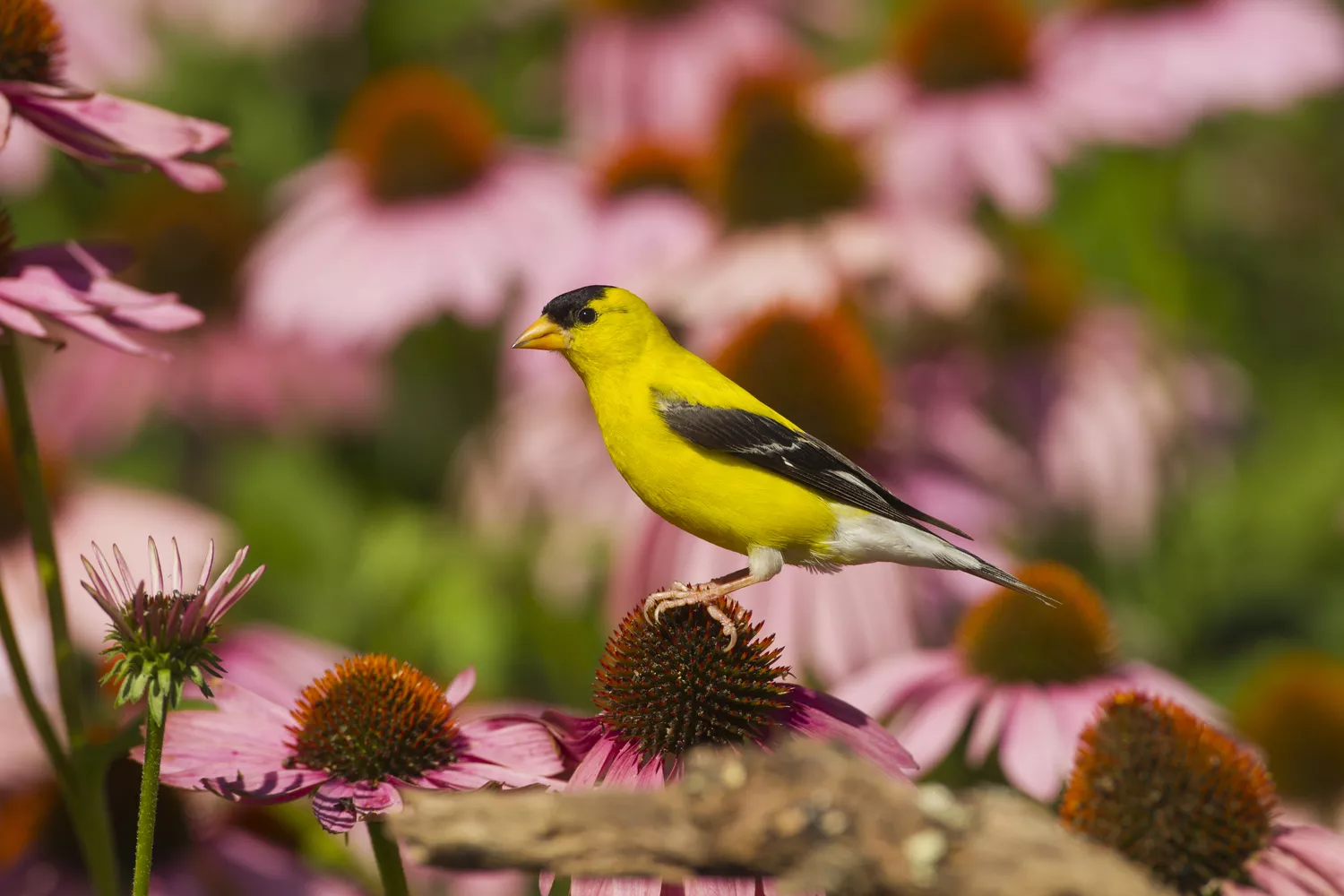 American Goldfinch male on purple coneflower taken in garden