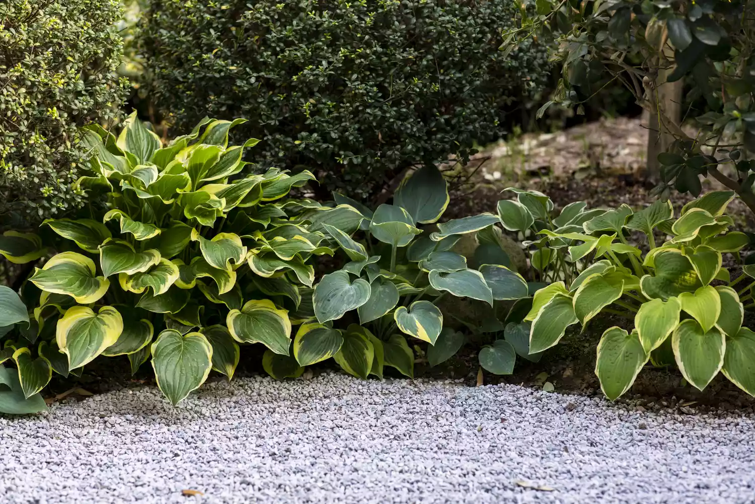 Hosta Plants