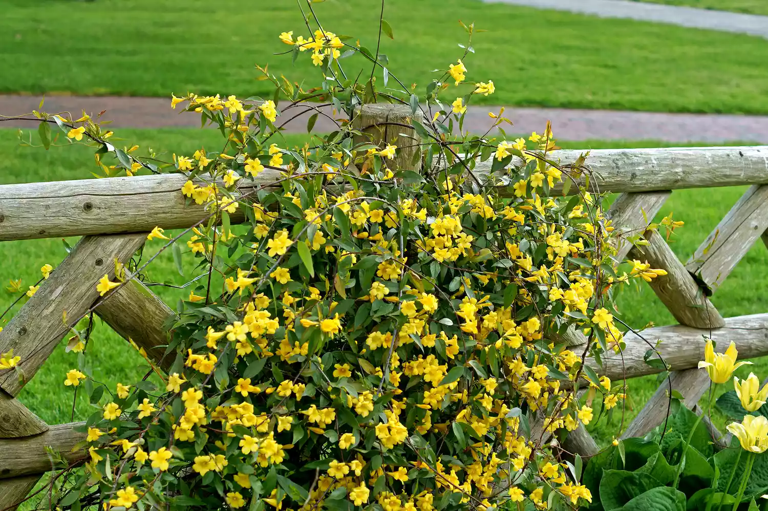 Gelsemium sempervirens