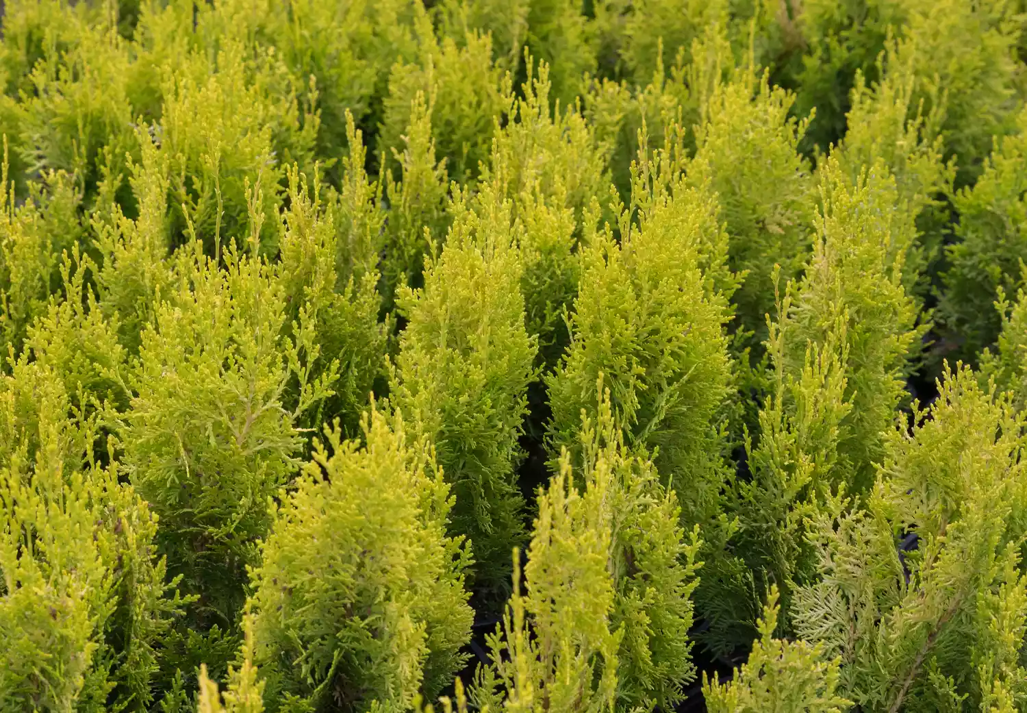 'Janed Gold' Arborvitae