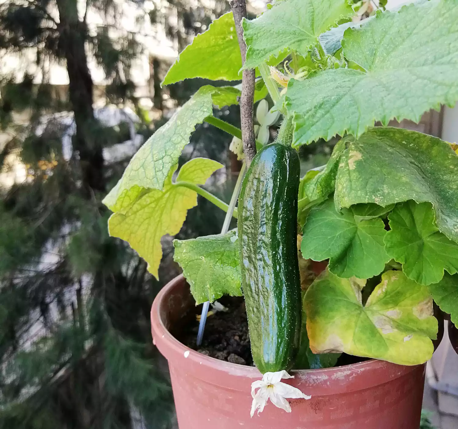 Cucumber plant growing in pot