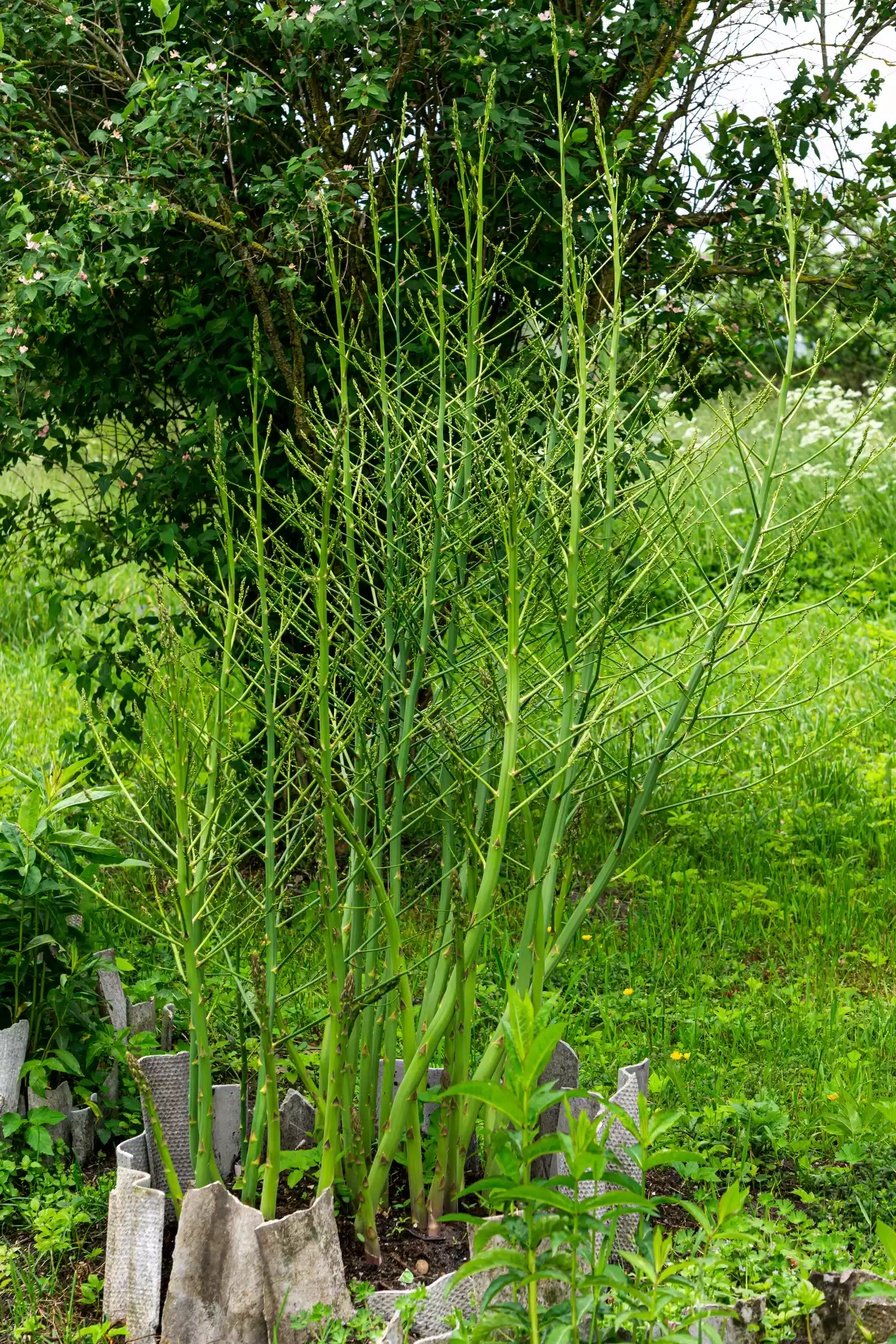 Asparagus Stalks