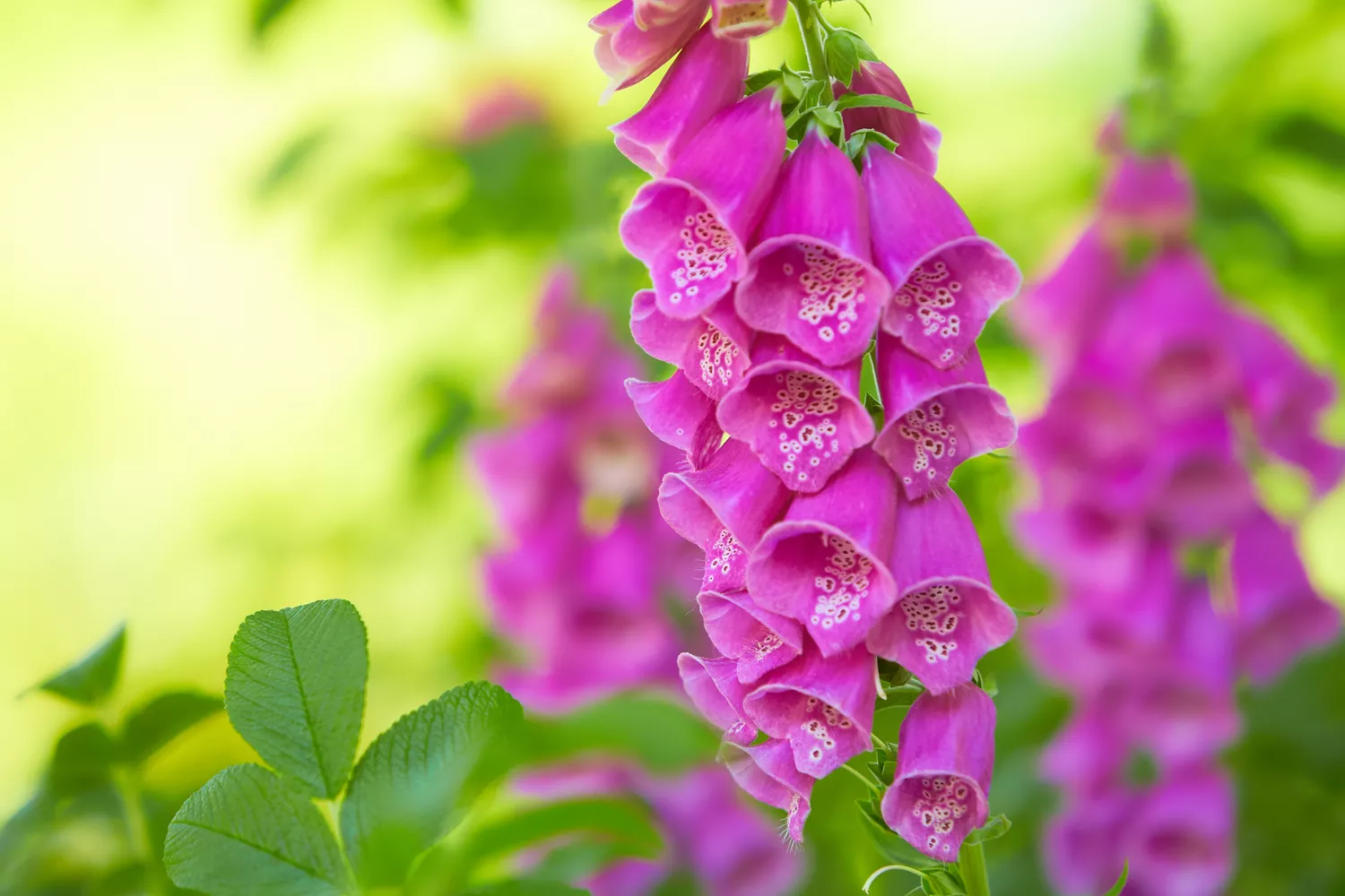 Picture of foxglove growing in the garden