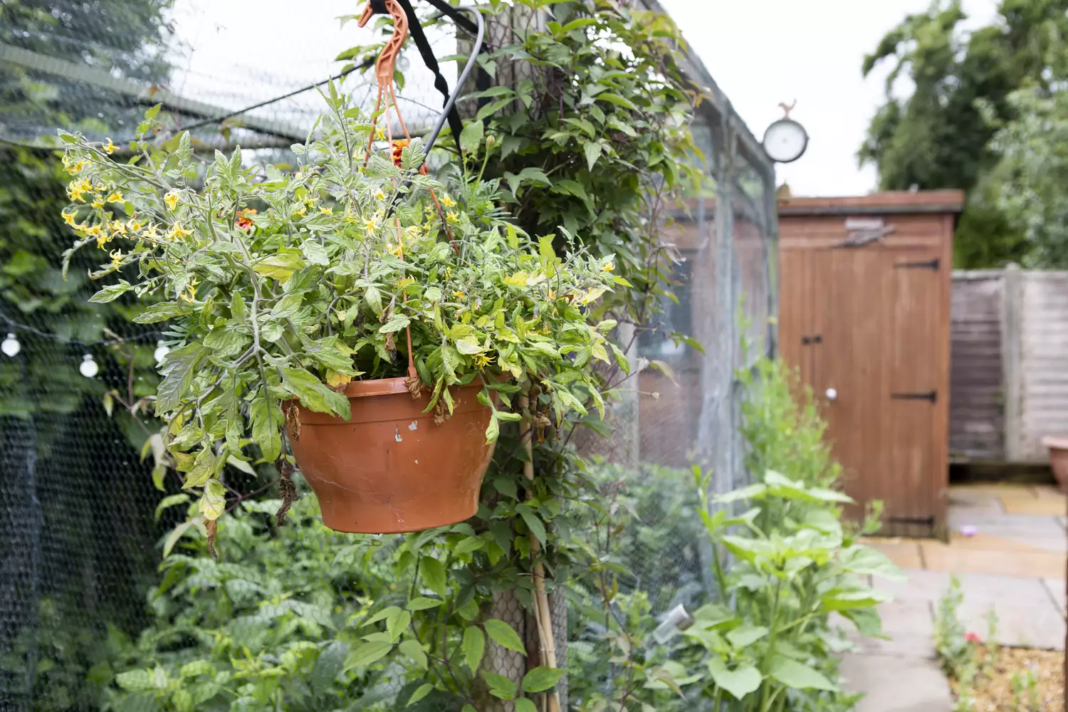 Hanging Cherry Tomato Plant