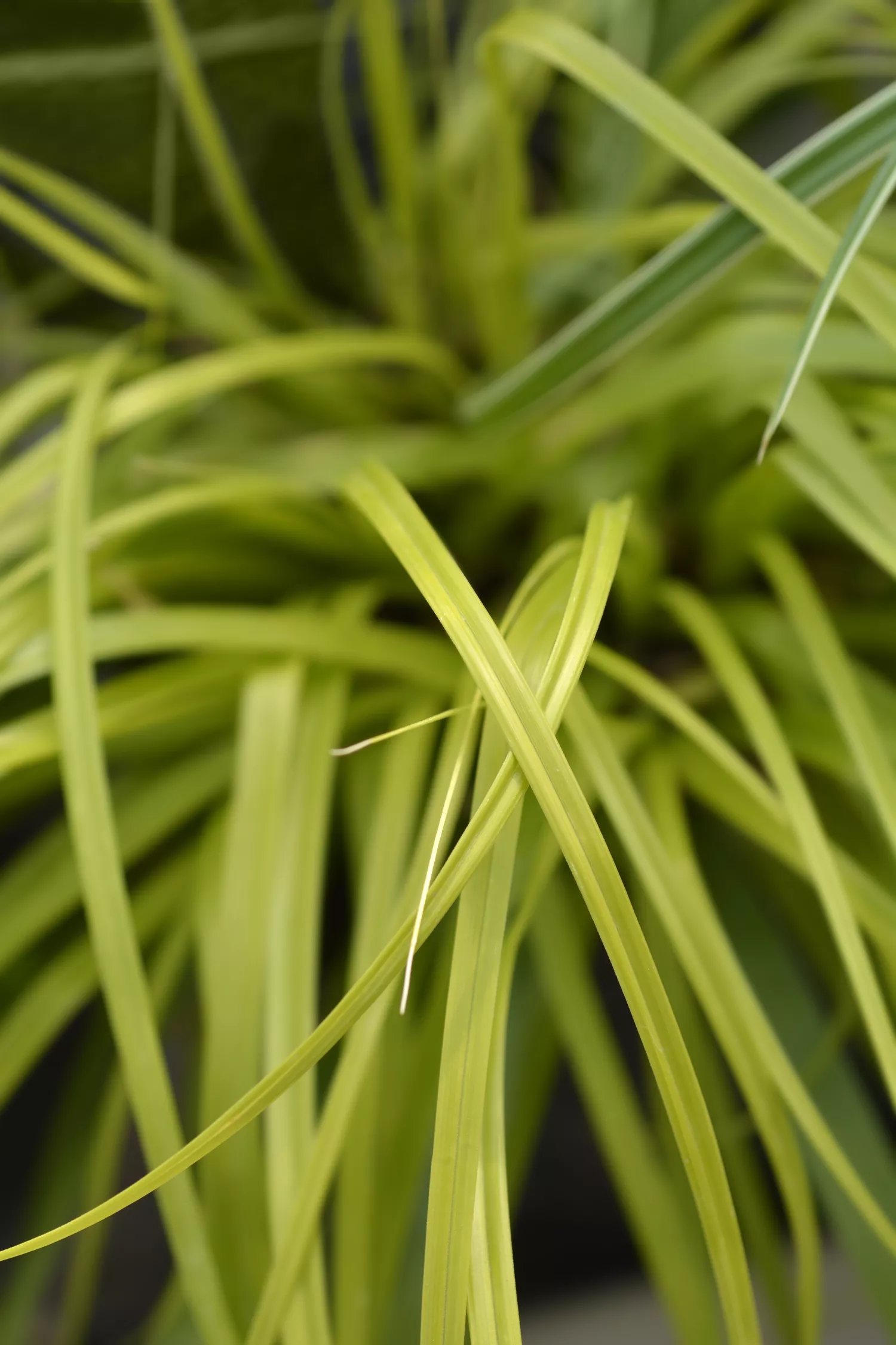 Carex oshimensis 'Everillo'