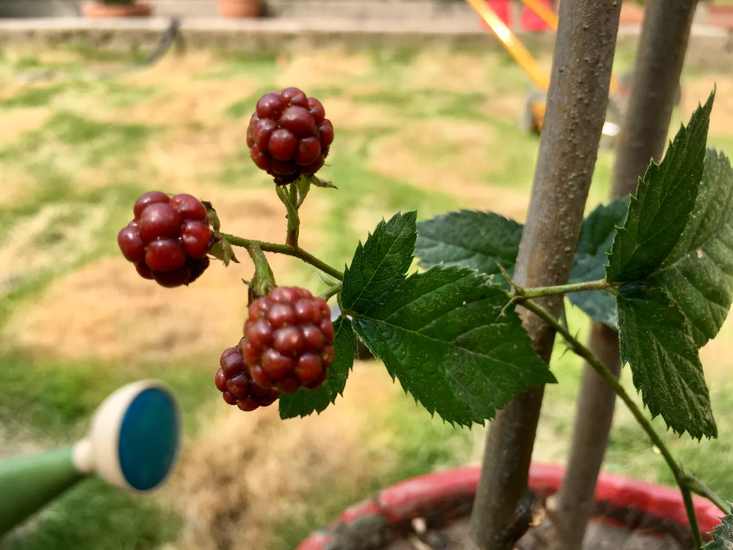 Thronless blackberries fruiting in a season