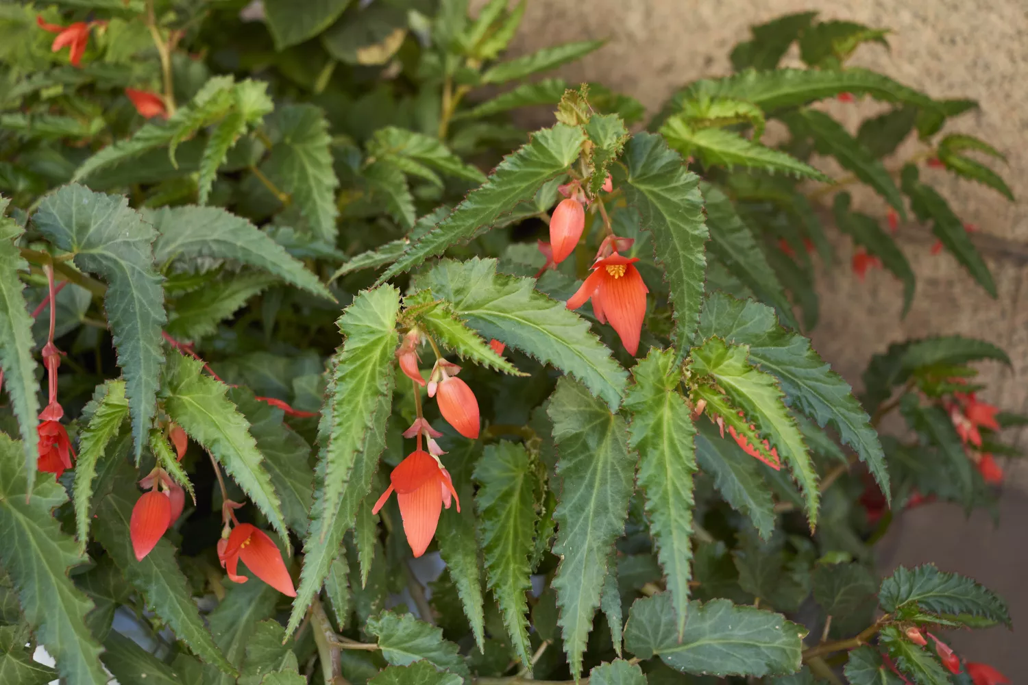 Begonia boliviensis