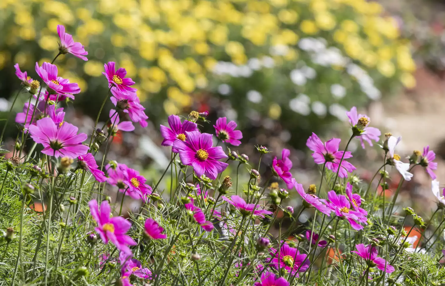 Cosmos Flowers