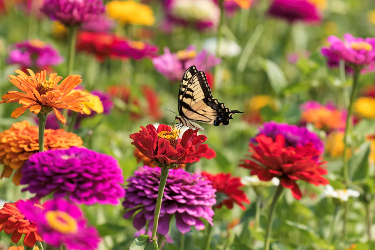 Butterfly on Zinnias 