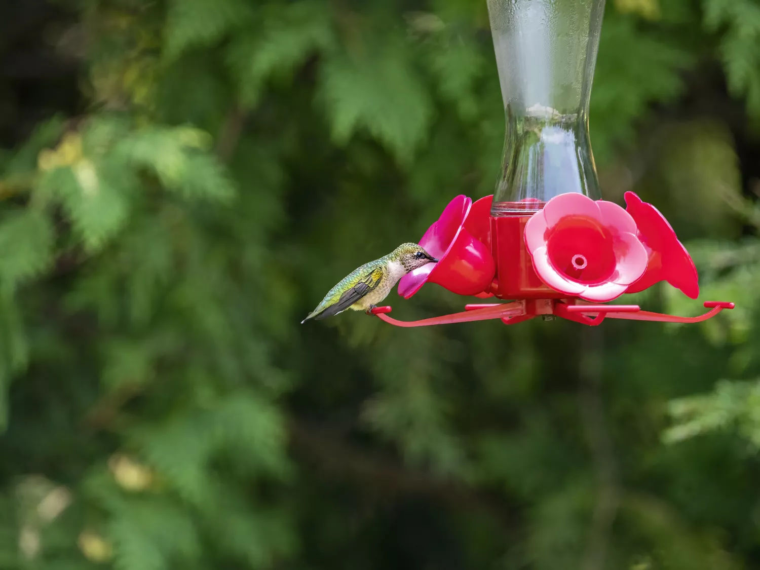 Hummingbird Feeder hanging with on hummingbird feeding