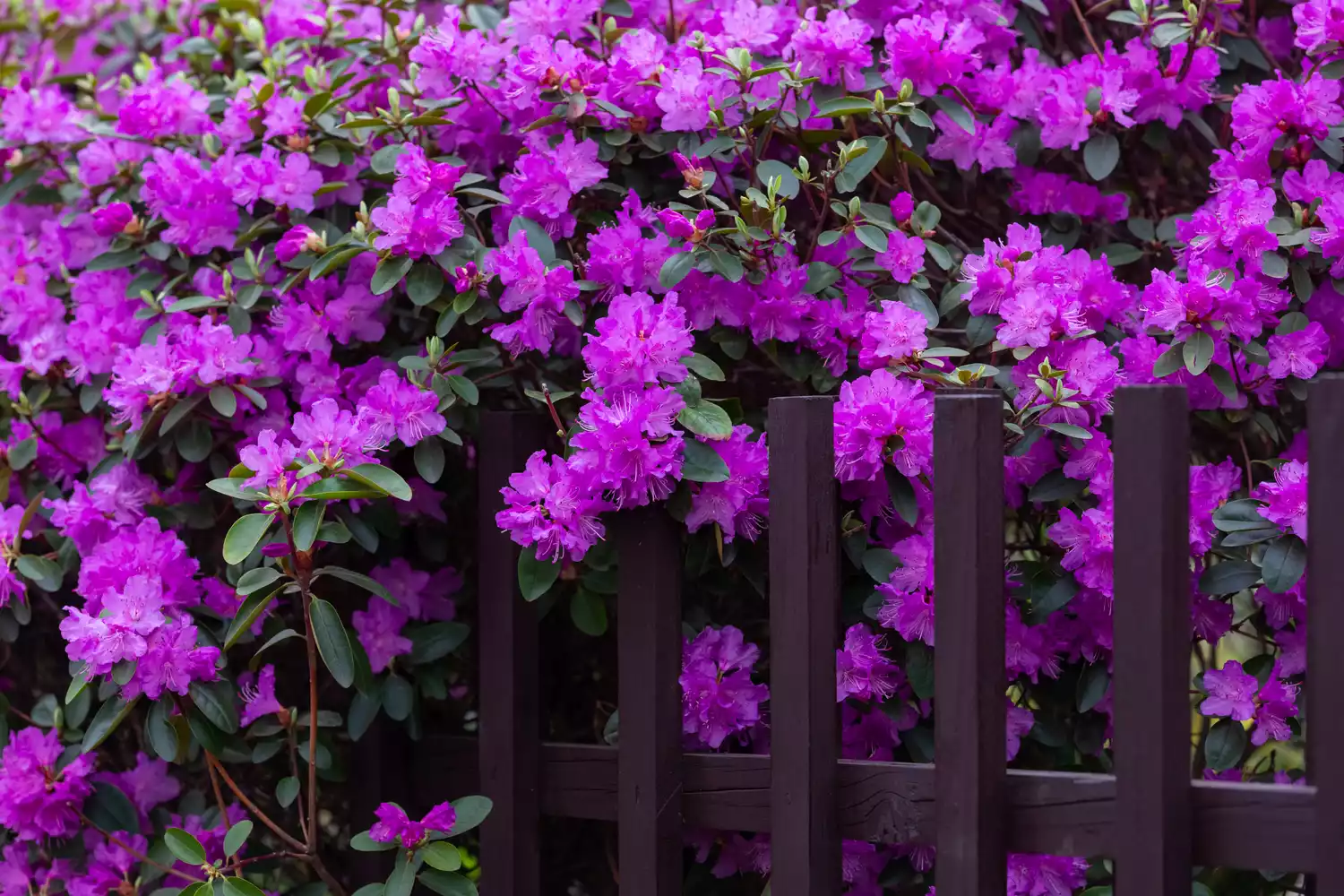 Purple Azalea flowers 