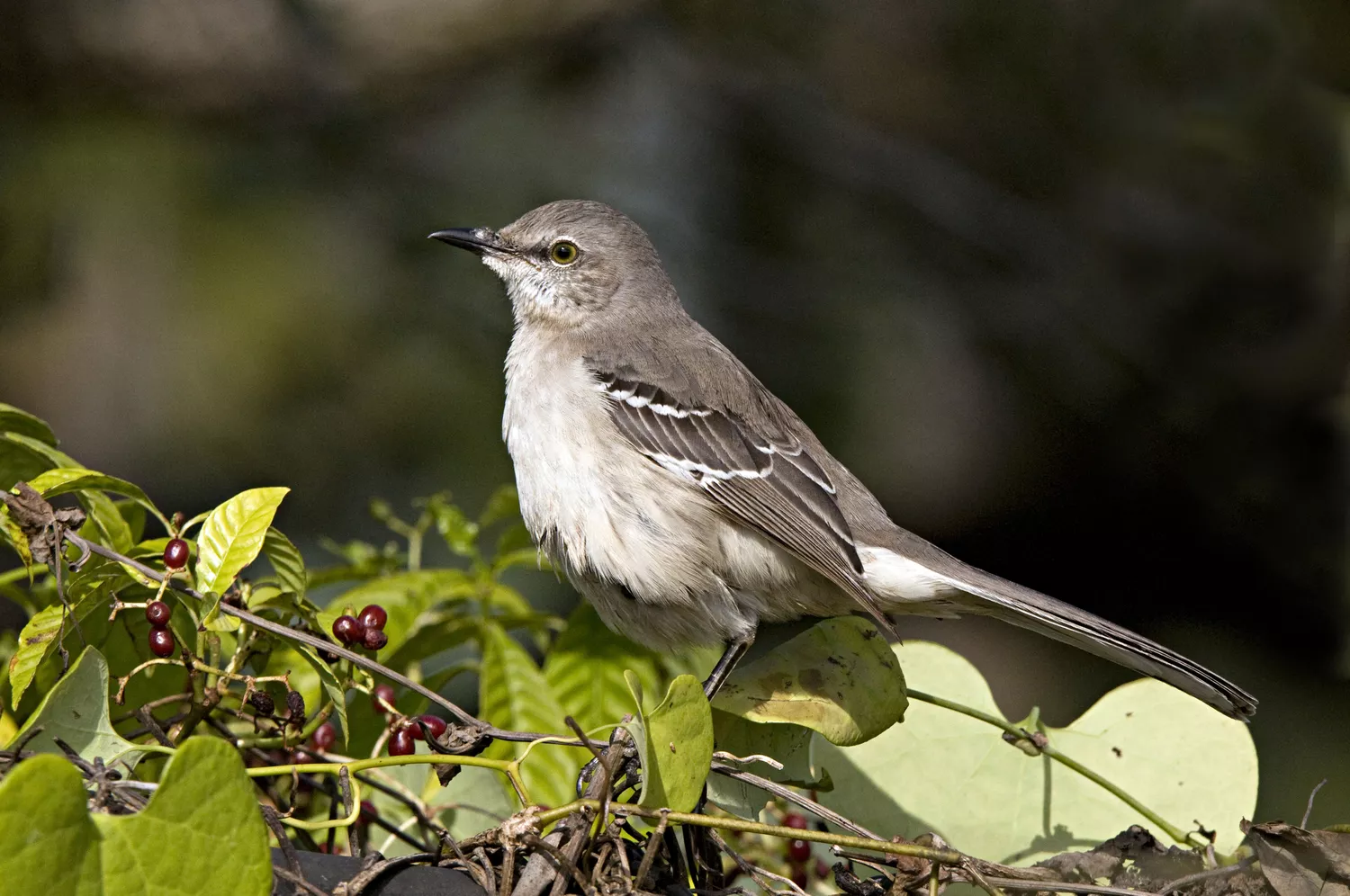 Juvenile Northern Mockingbird in tree