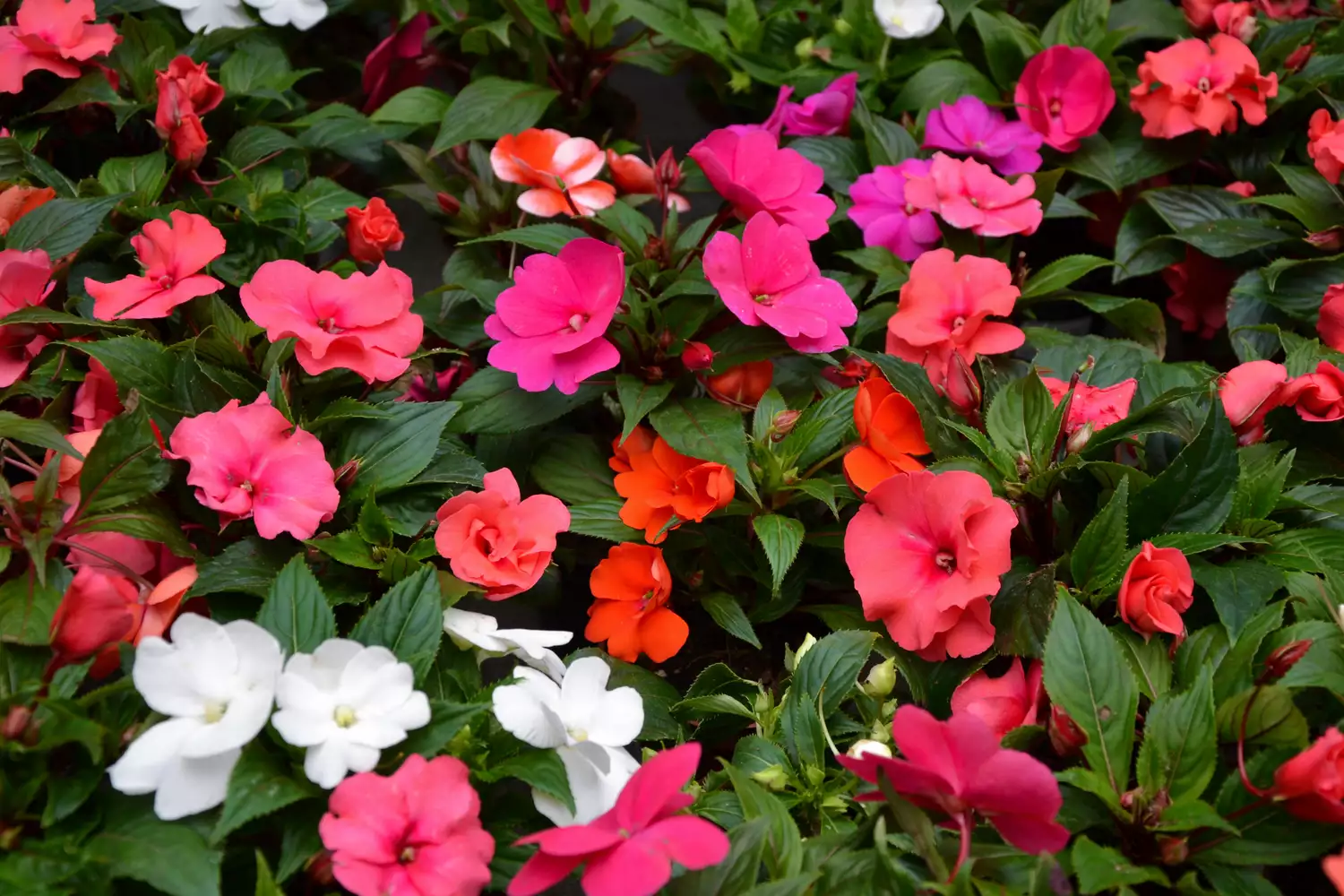 Impatiens walleriana flowers