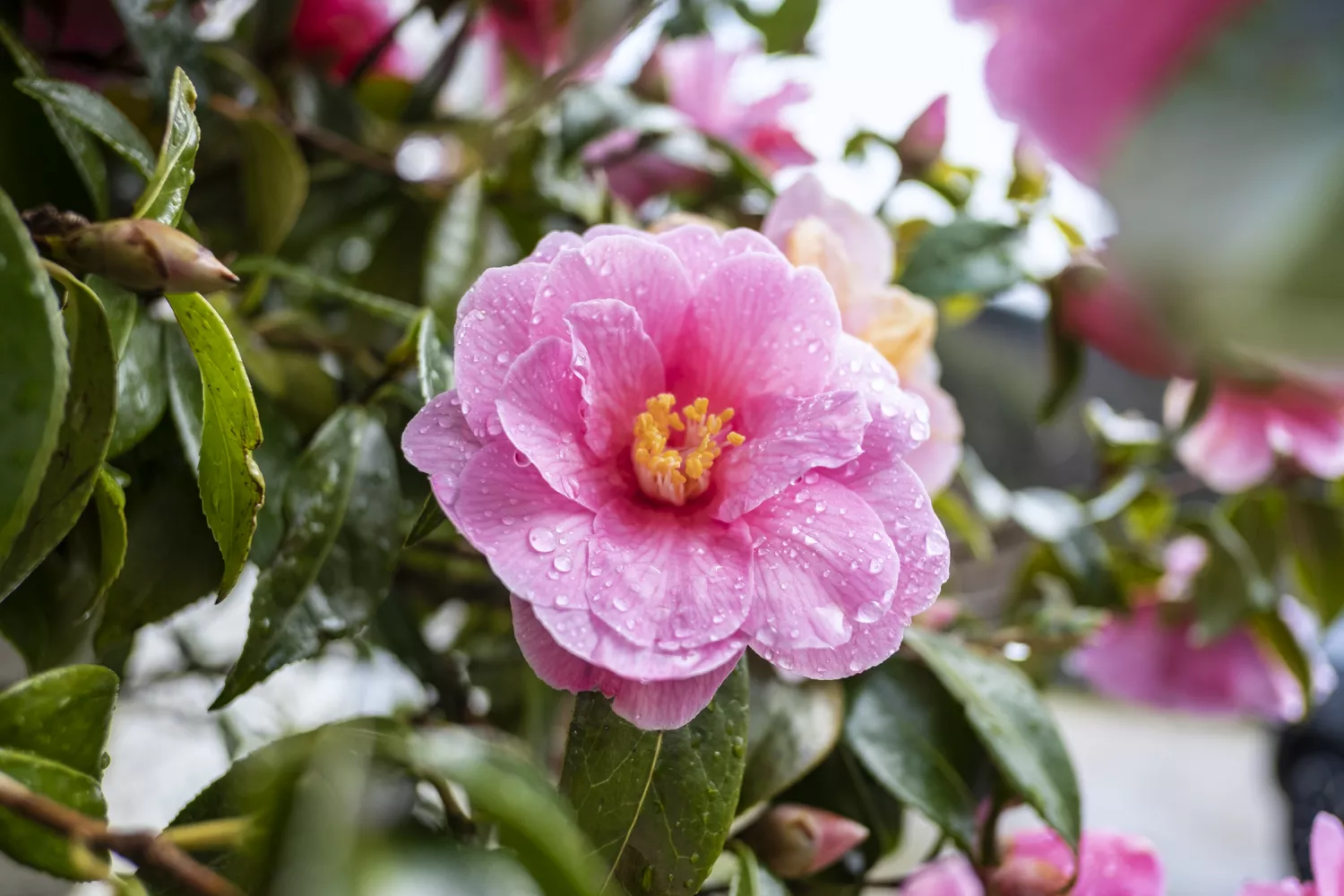 Pink Blooming Camellia