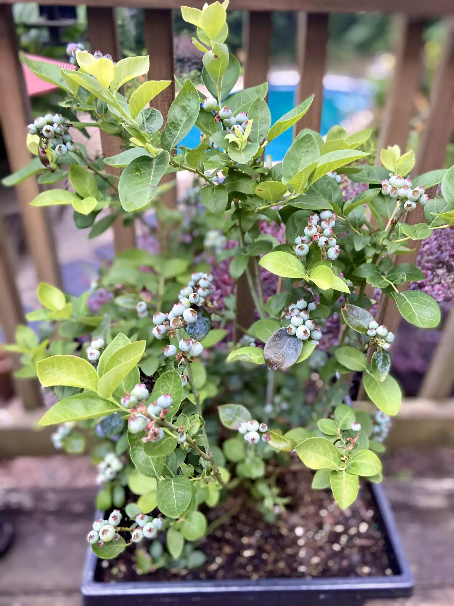 A potted blueberry plant in a container on an outdoor deck