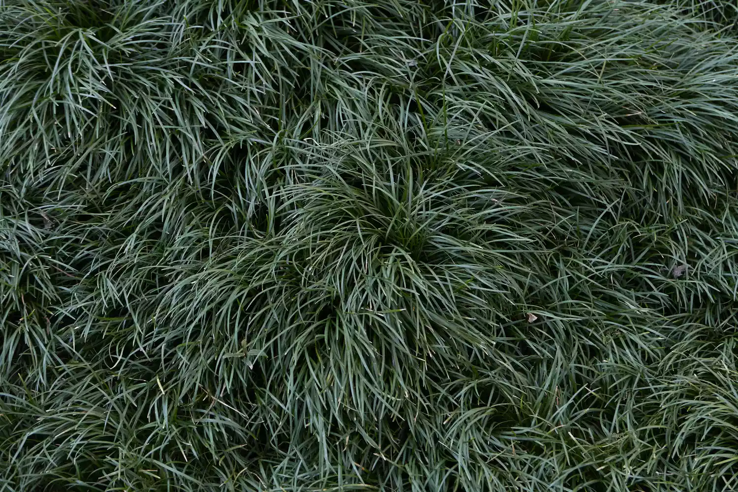 Dwarf Mondo Grass