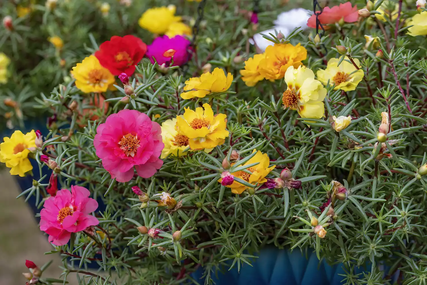 Portulaca Flowers