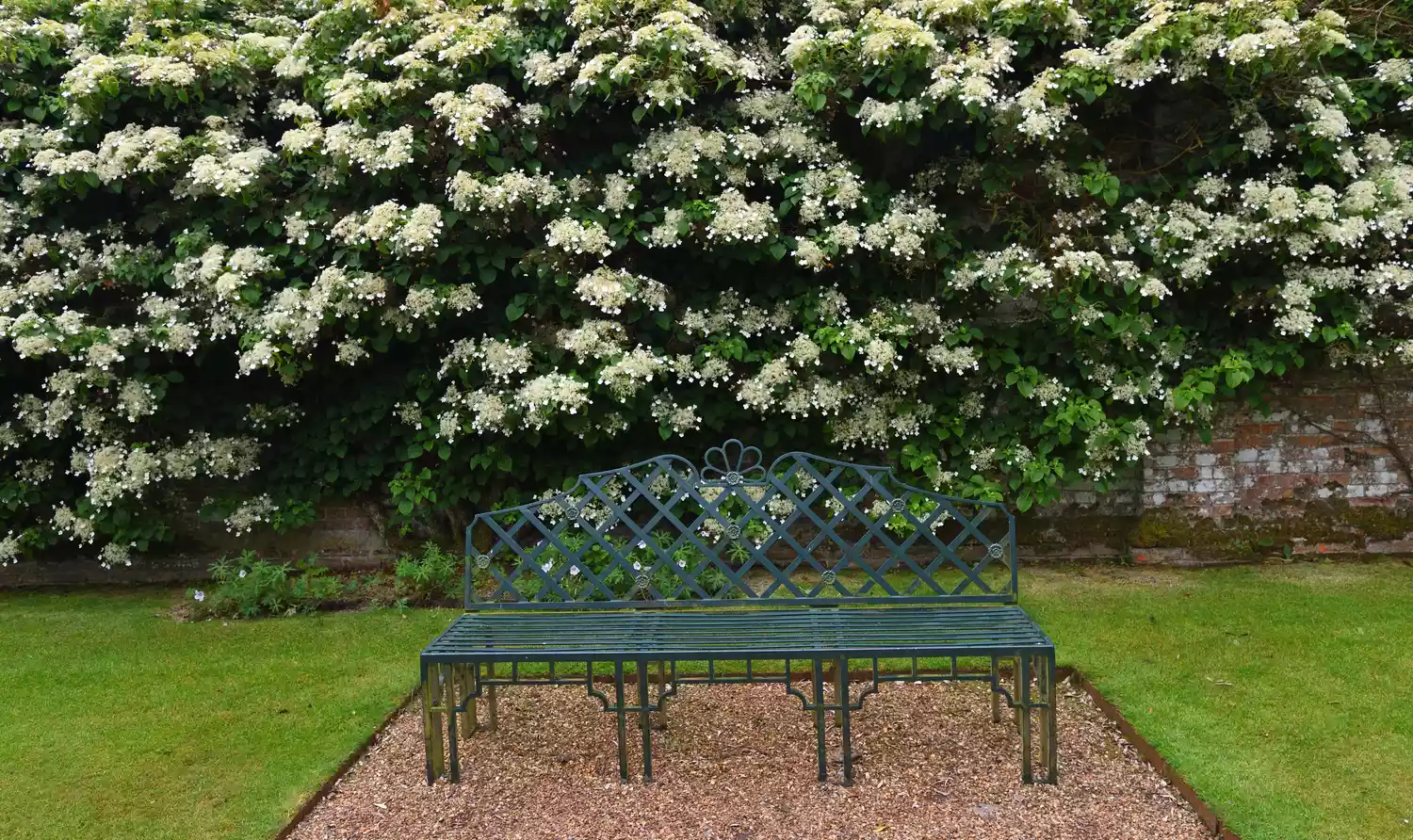 Climbing Hydrangea