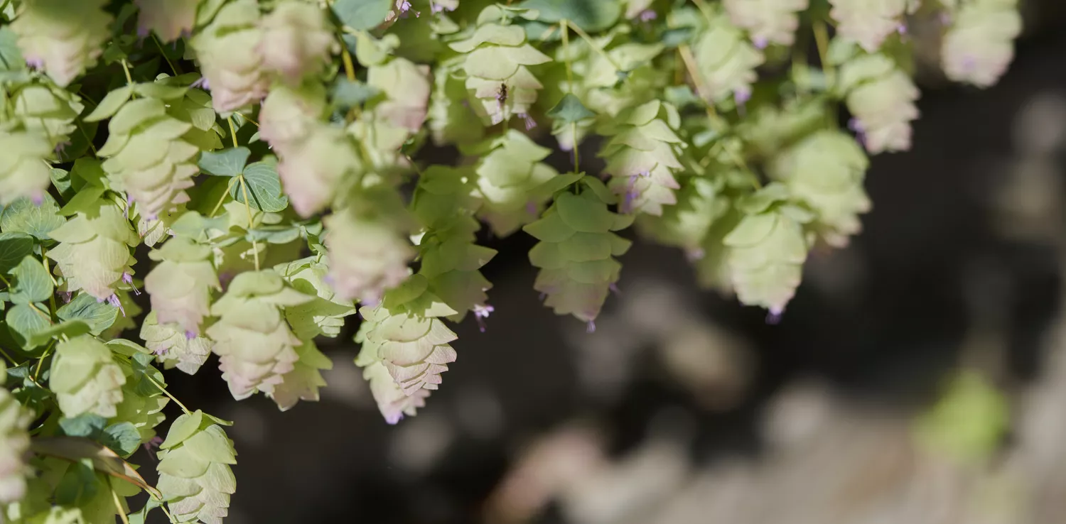 Ornamental Oregano