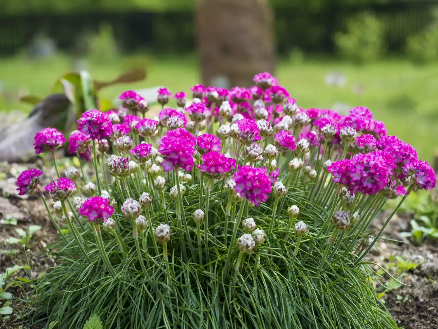 Thrift Flowers