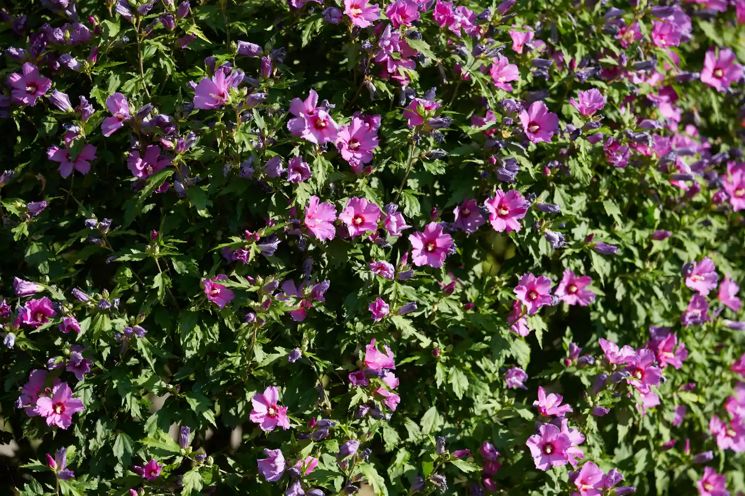 Rose of Sharon