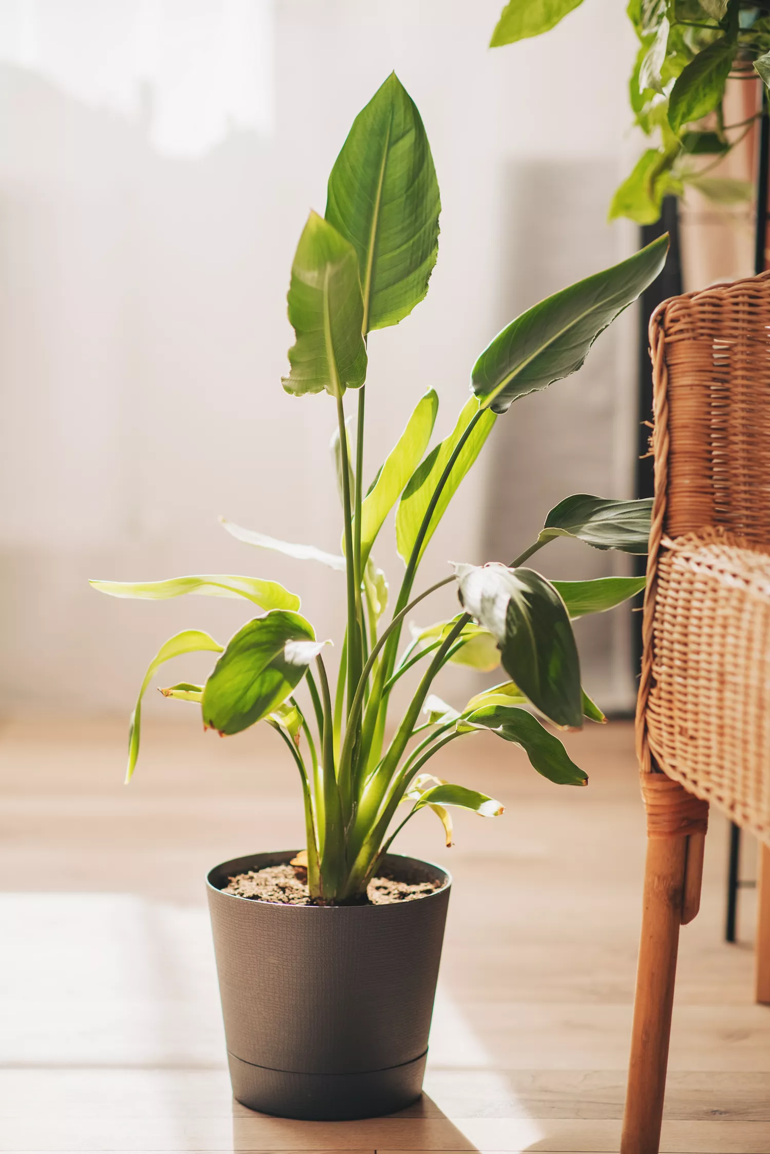 Bird of Paradise Plant 