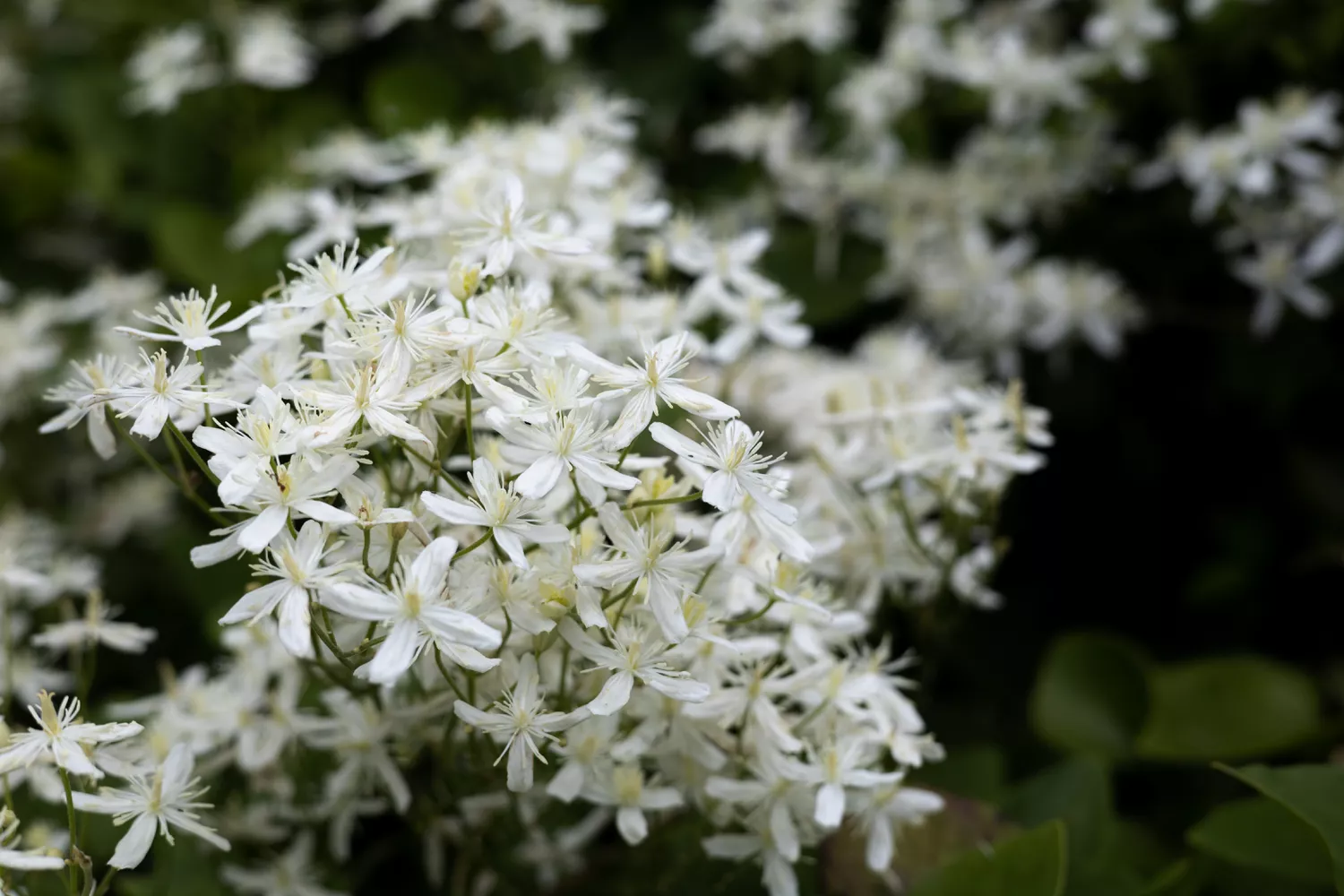 Star Jasmine