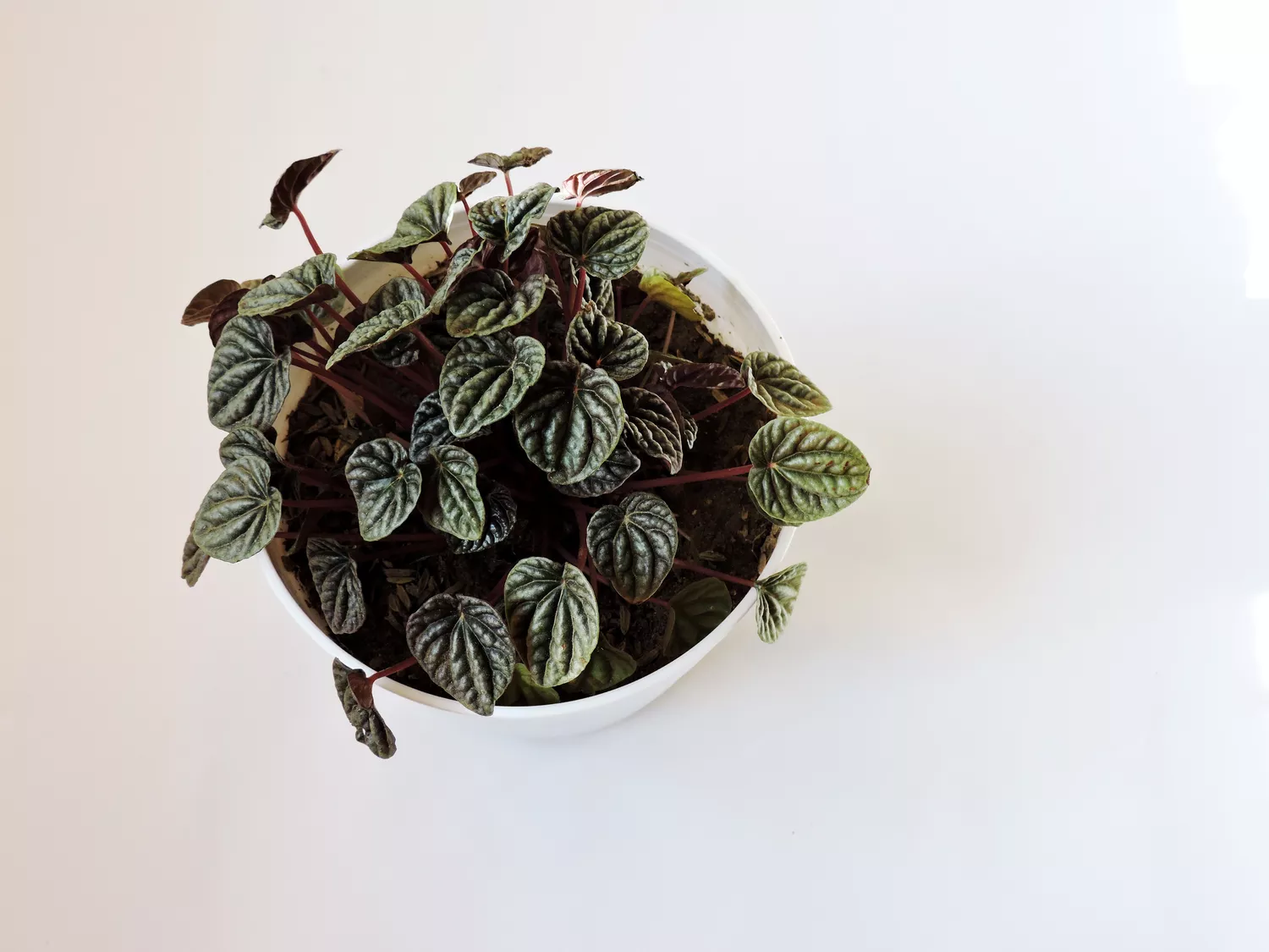 Peperomia