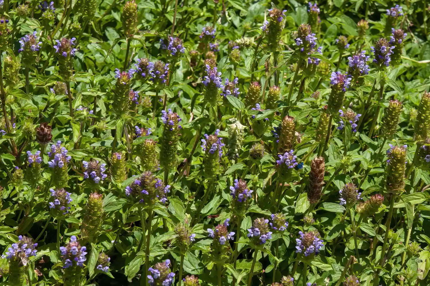 Prunella vulgaris 