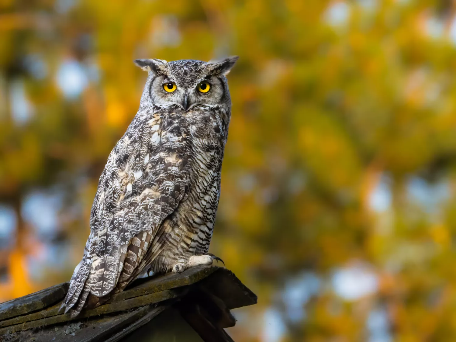 A Great Horned Owl perching on the top of a roof in the evening of summer season