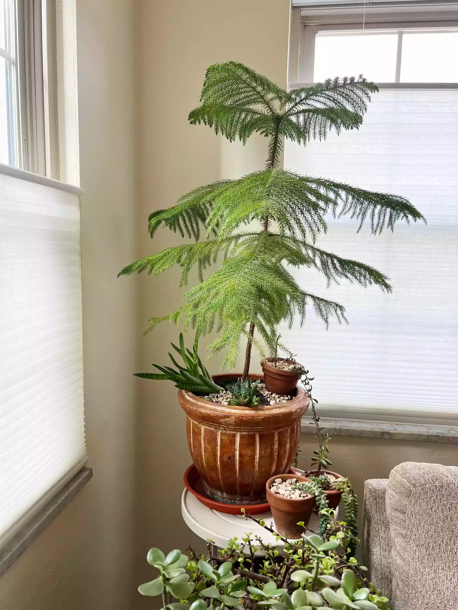 Norfolk Island Pine 