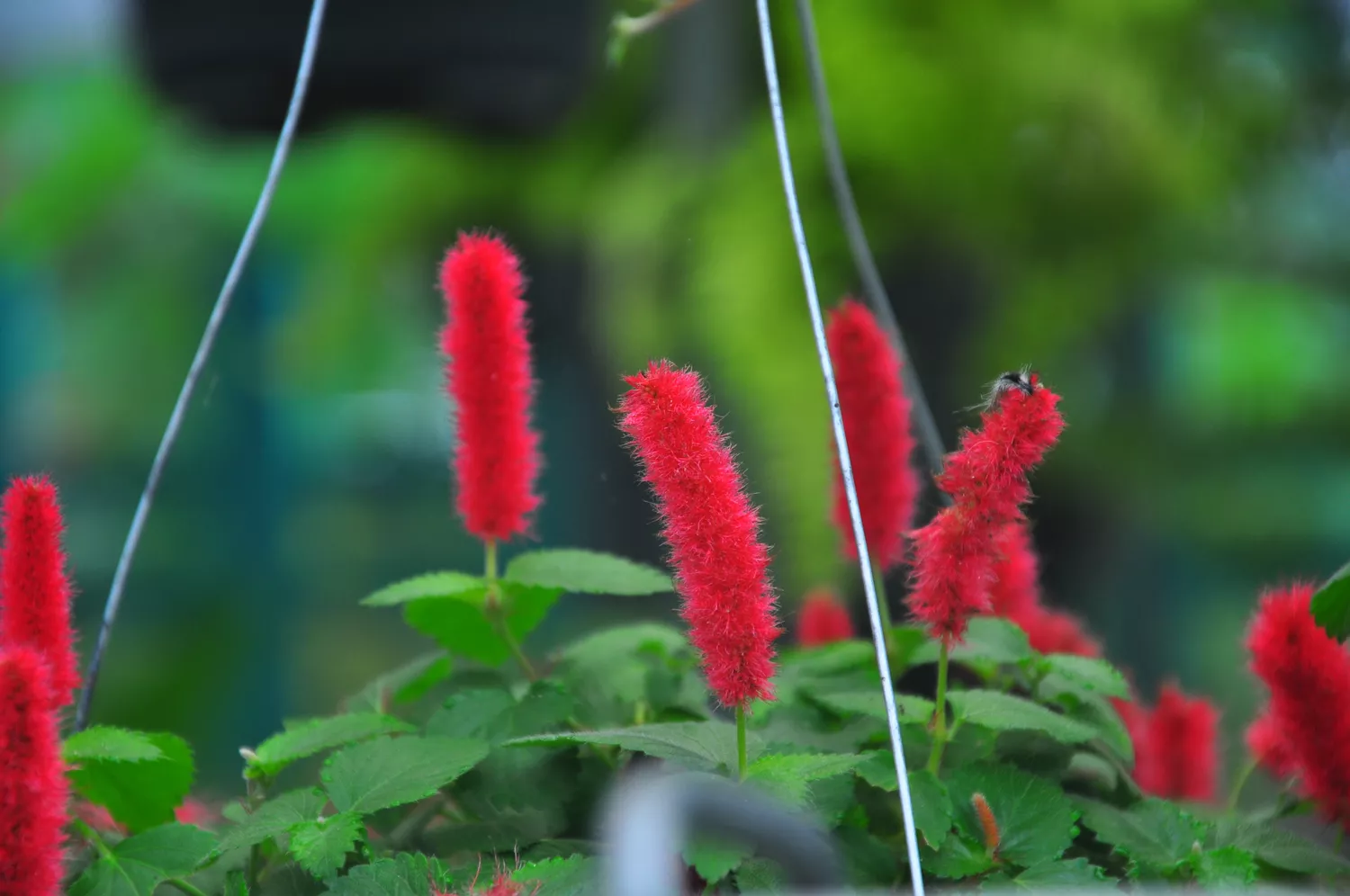 Chenille Plant