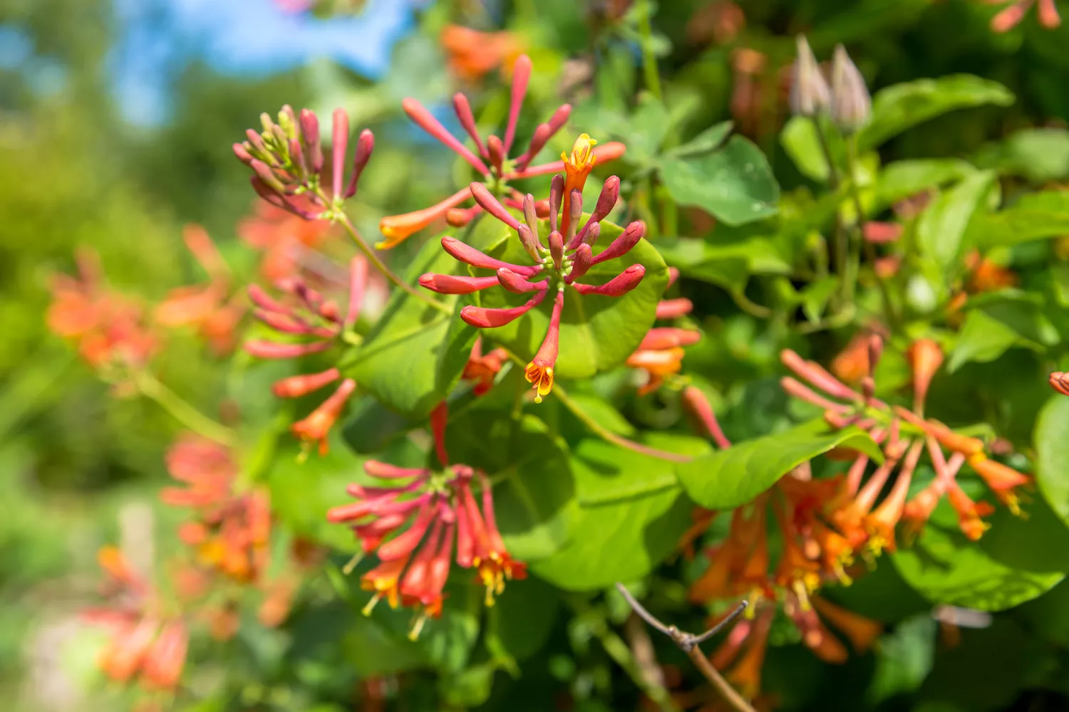 Coral honeysuckle 