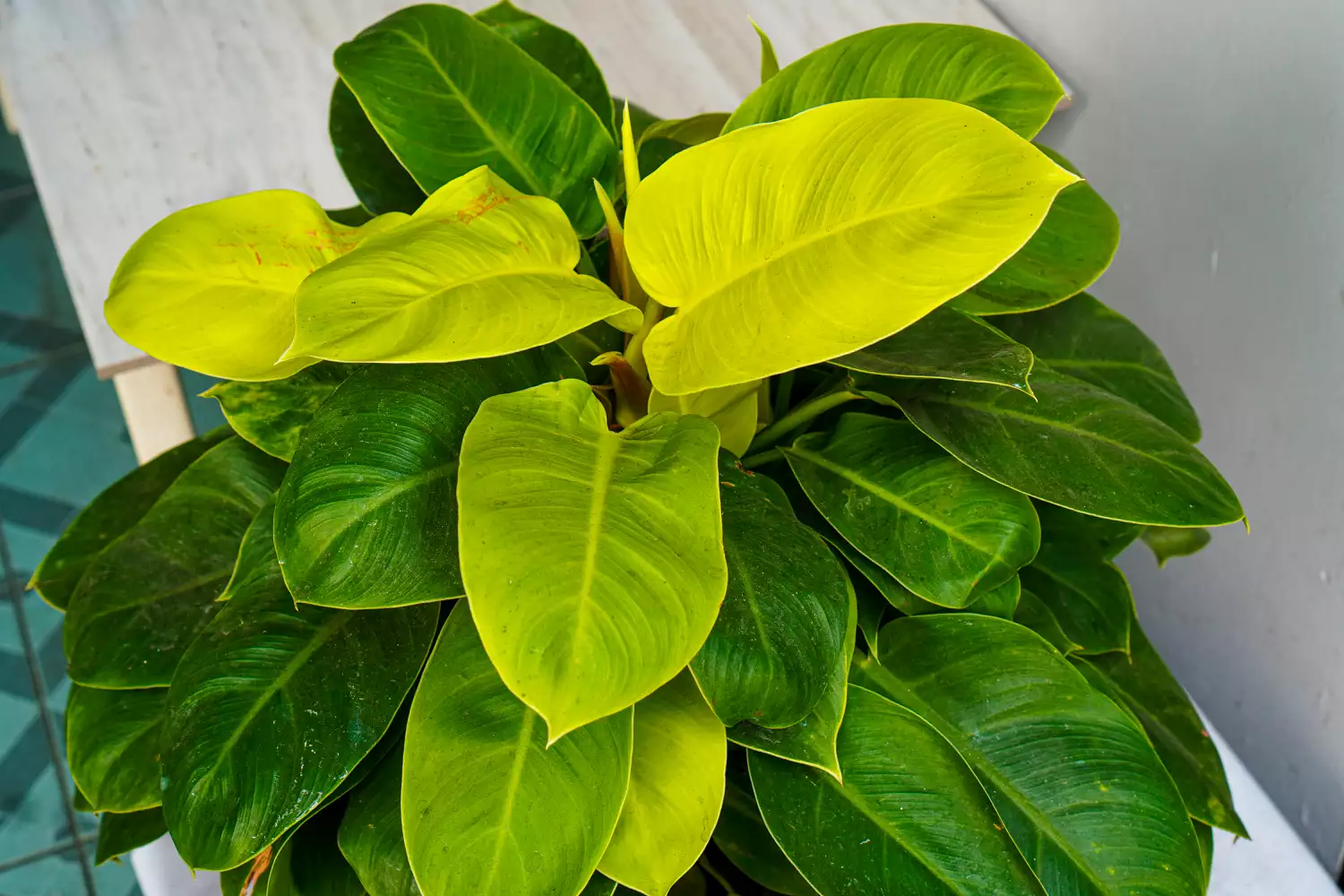 Philodendron âMoonlightâ