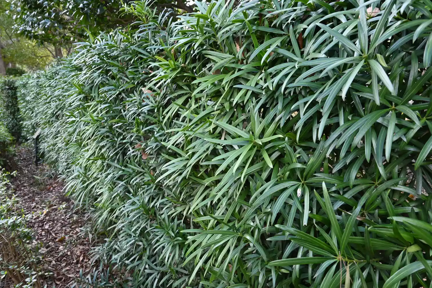 Podocarpus macrophyllus