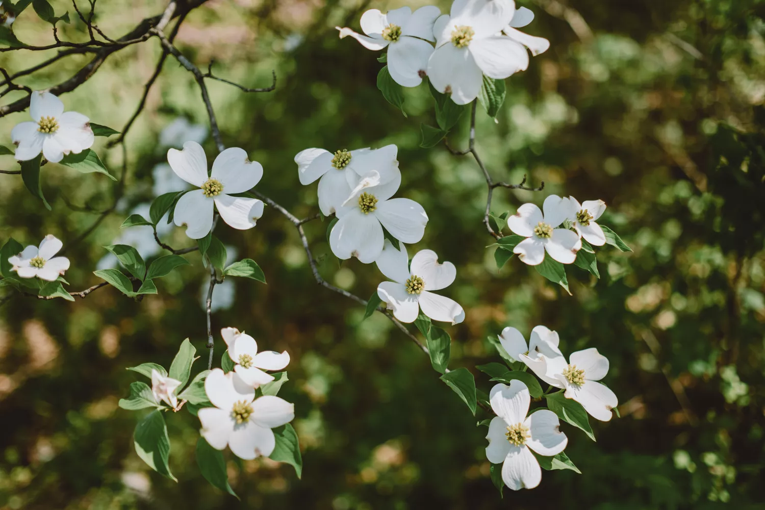 Close-up of a flowering dogwood in bloom